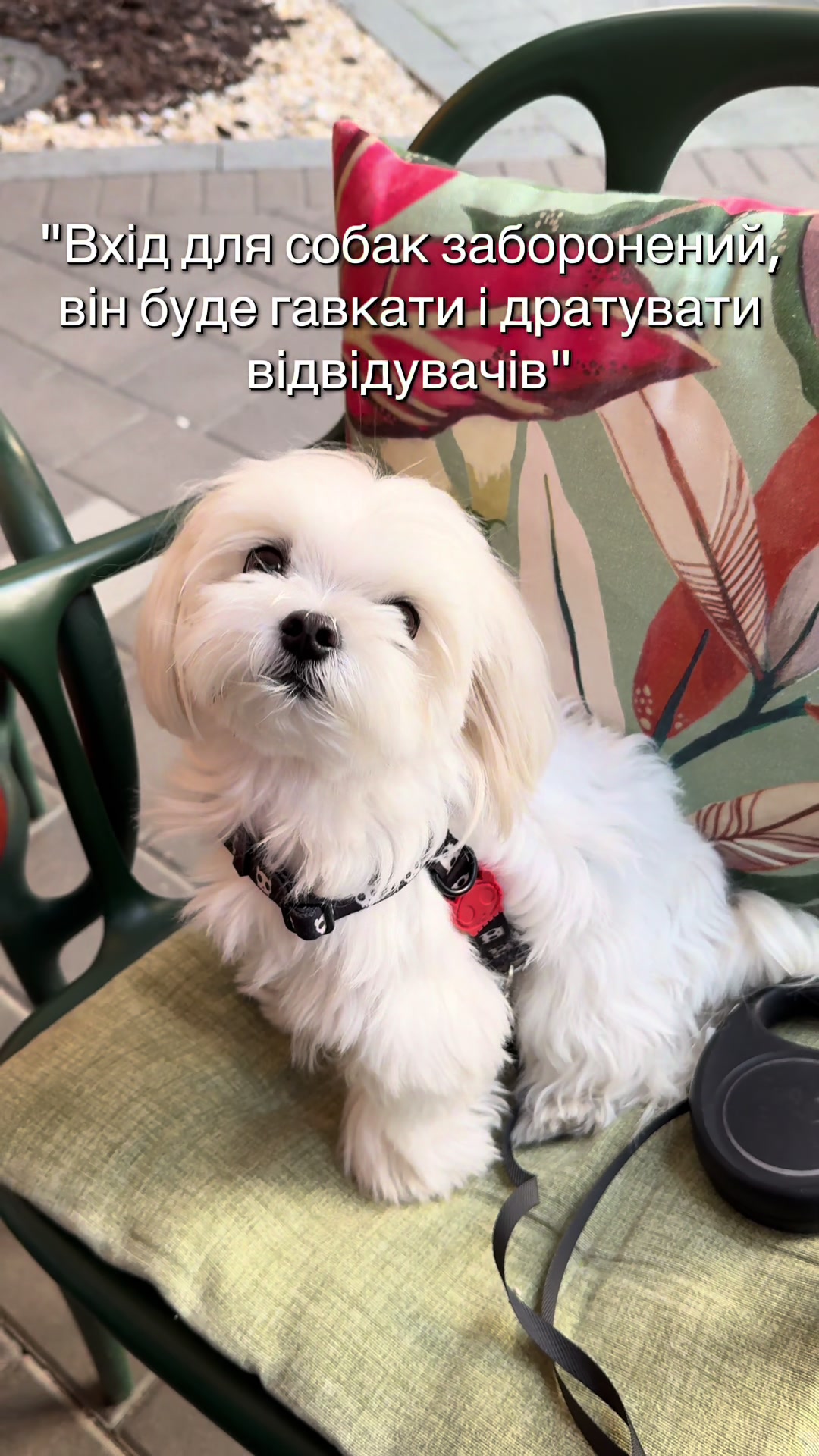 @I'm Eti 🐶🇺🇦