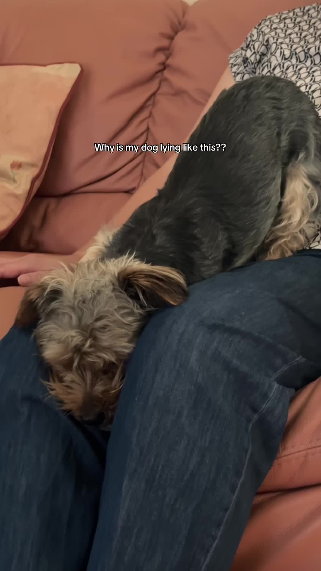 @Benjie the Yorkie