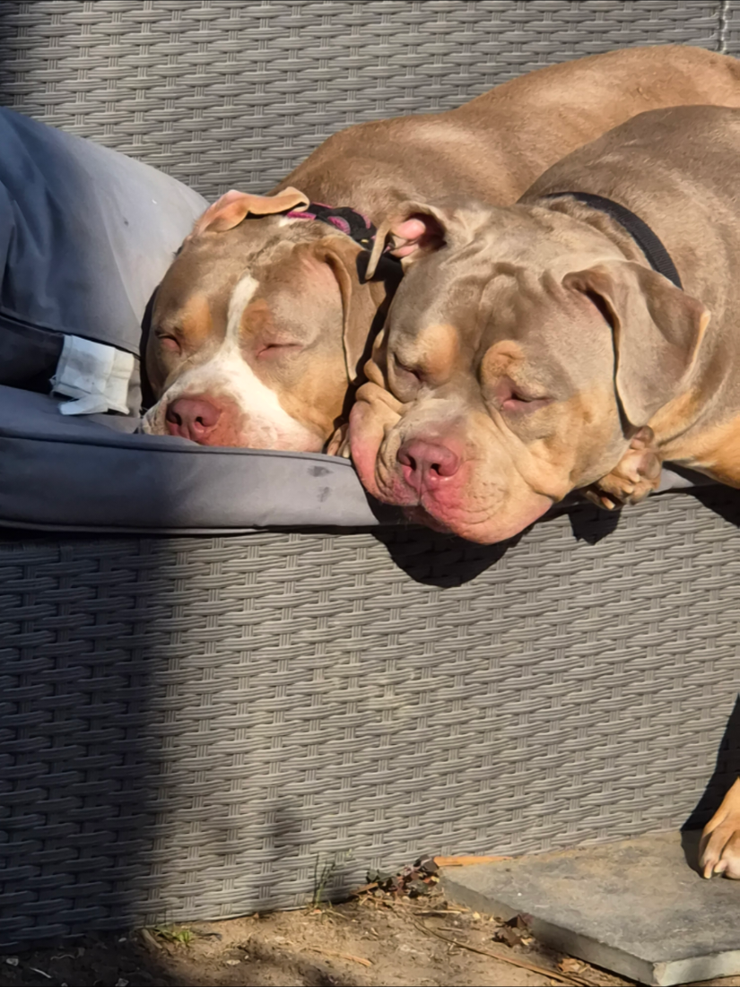 @Kyza And Ellie Bully Dogs 🐾🐾