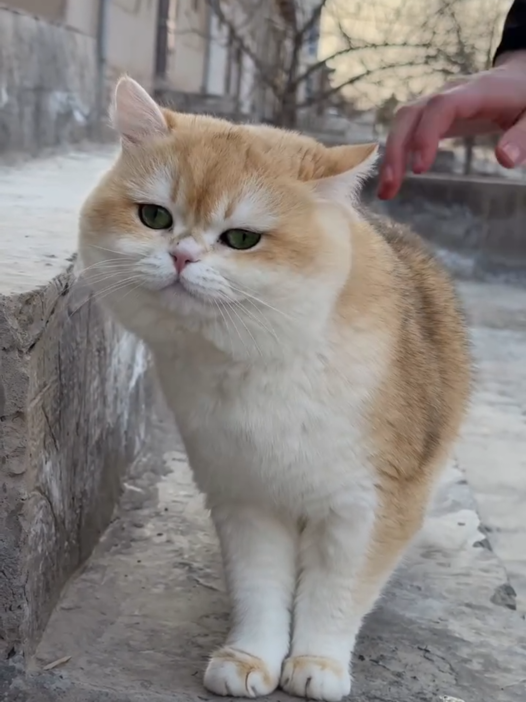 @Chonky World Of Cats