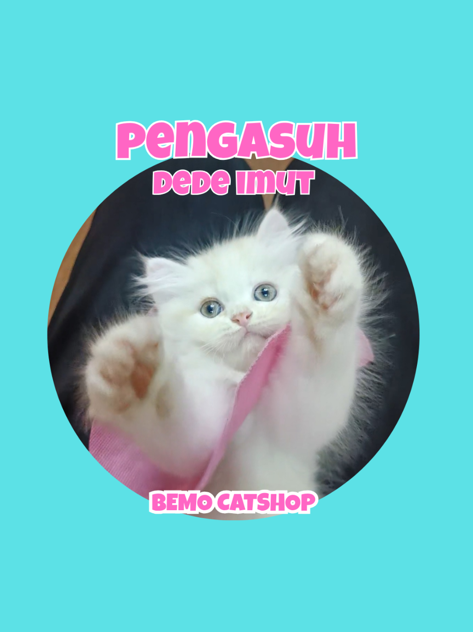 @Bemo Catshop
