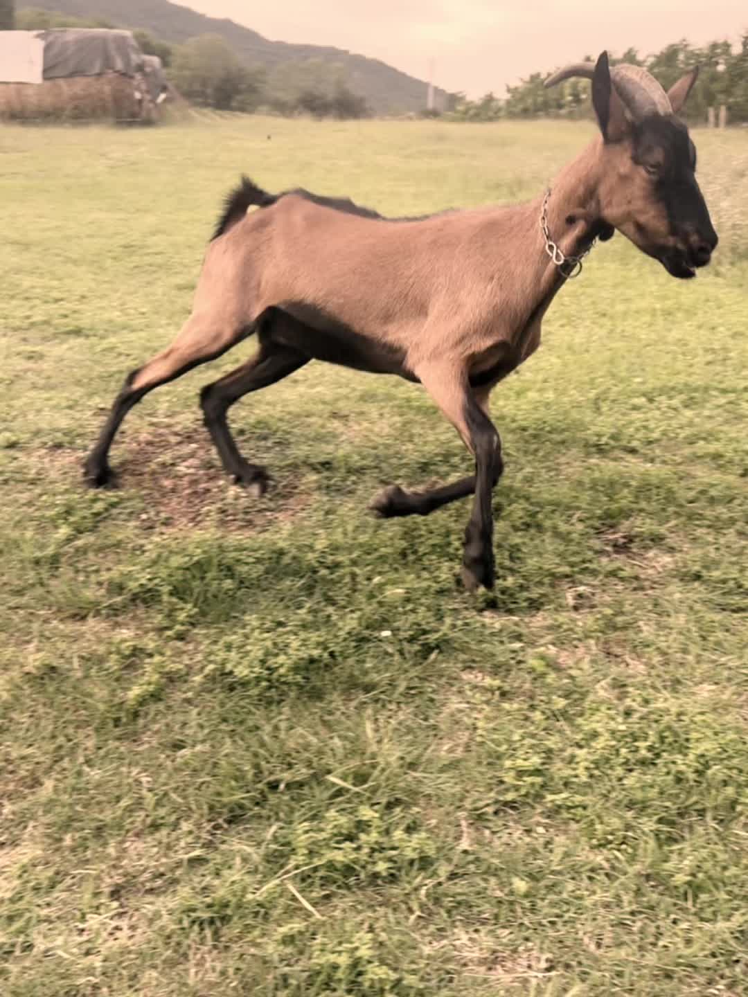@lulu🤎🐾