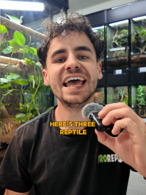 @prorep_reptile