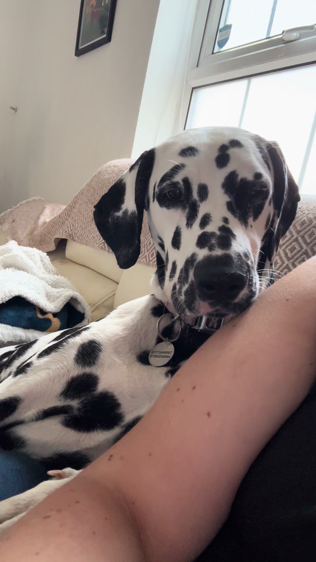 @Tommy & Babbles the Dalmatian