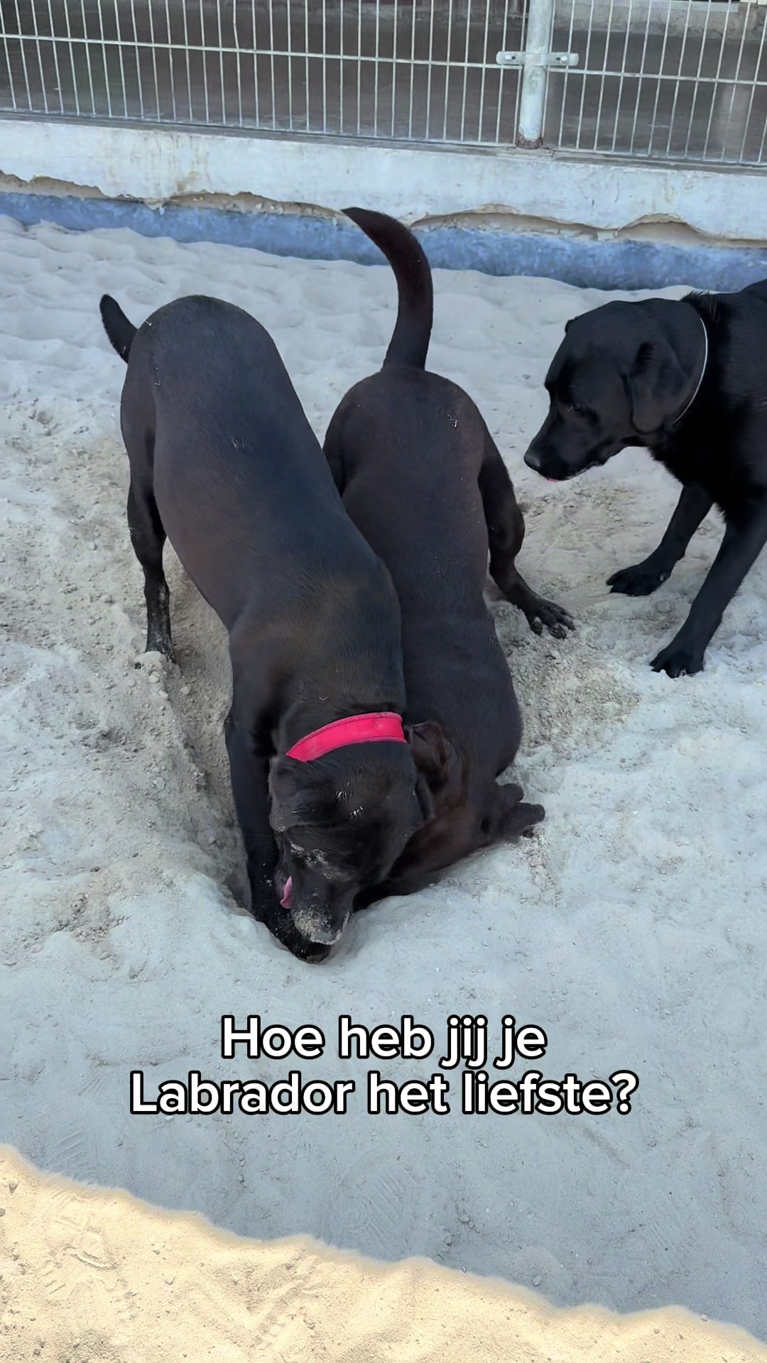 @HuisdierenhotelDeHeggeWeert