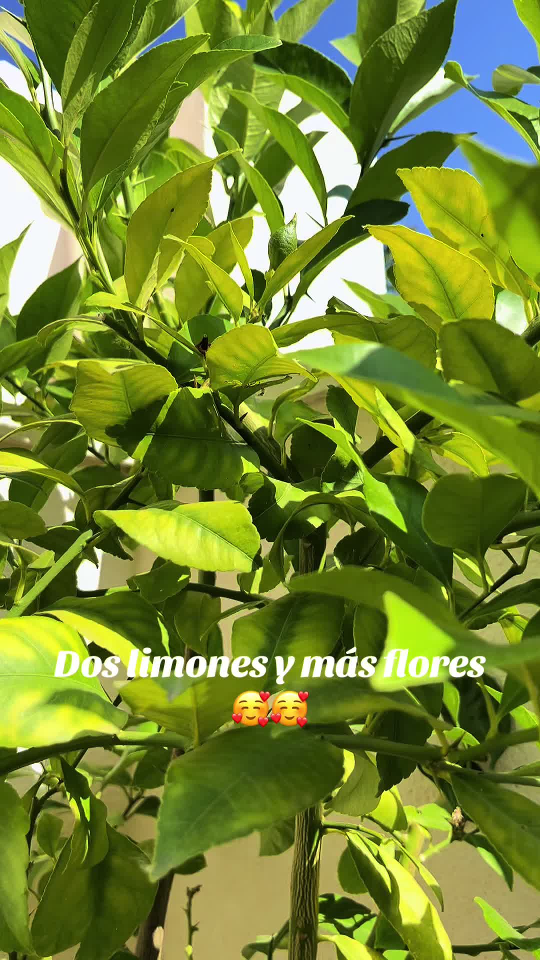 @lunalowe000🍀🍀🌹