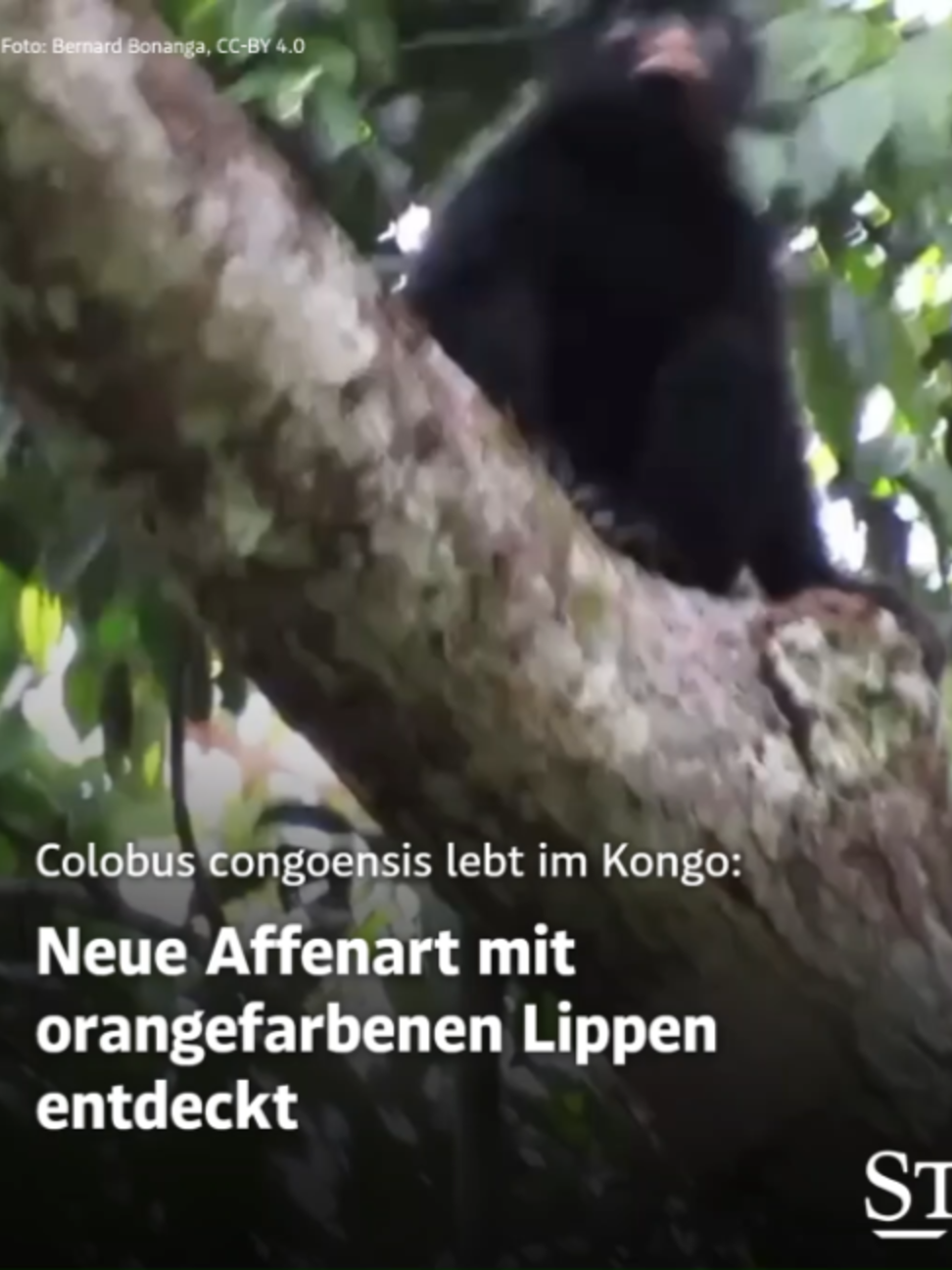 @DER STANDARD News