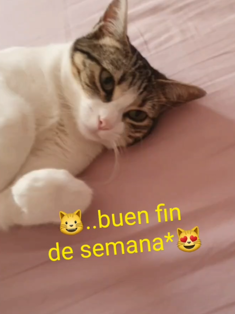 @nikii