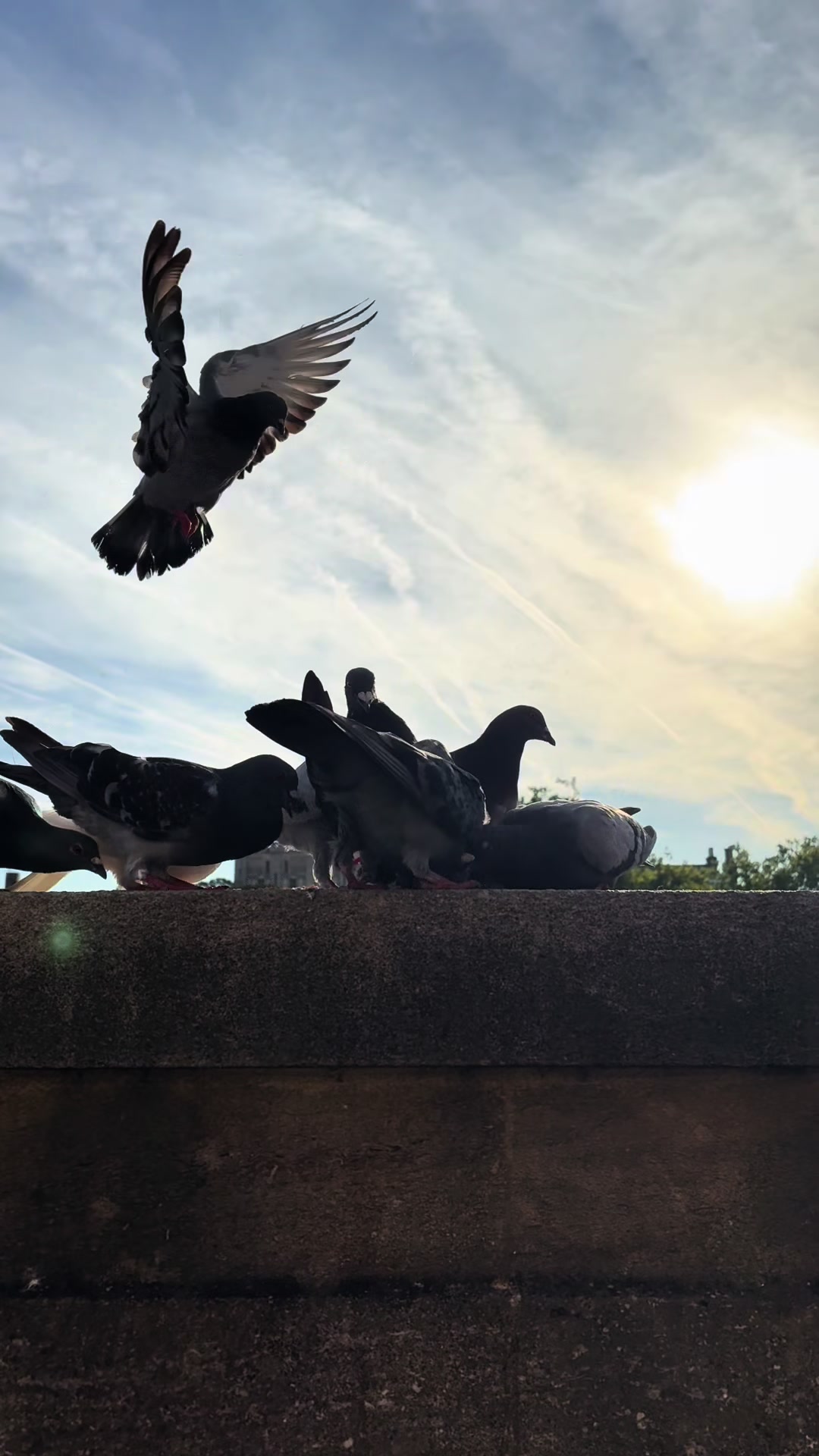 @summer ✶ little winged friends
