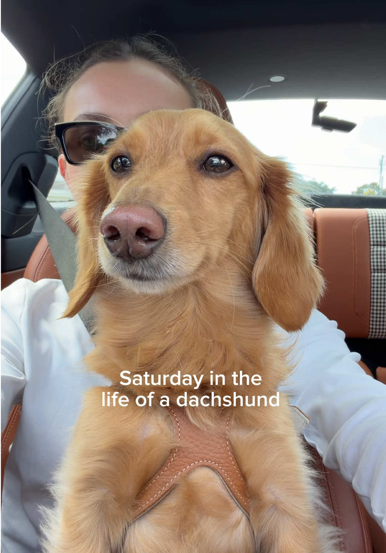 @cashewdachshund