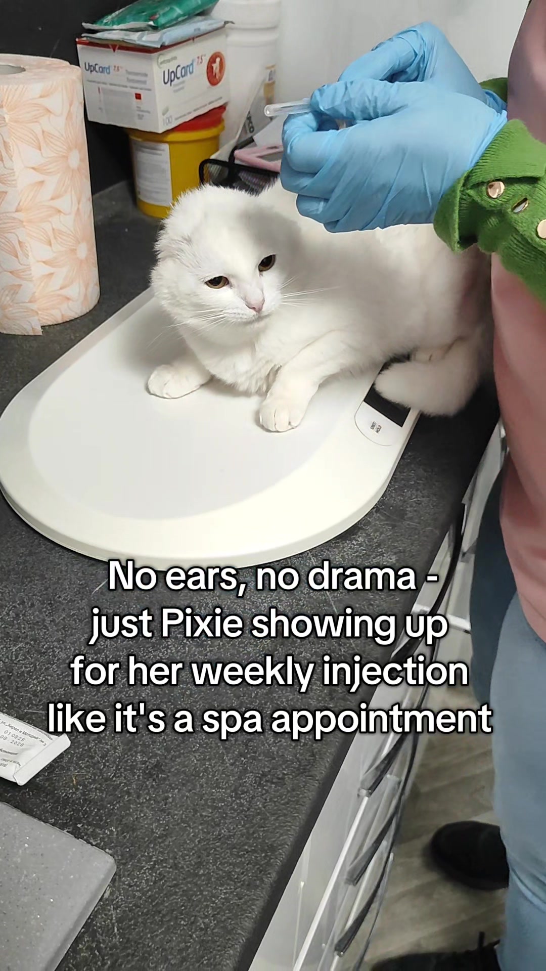 @Fluffy - the persian cat