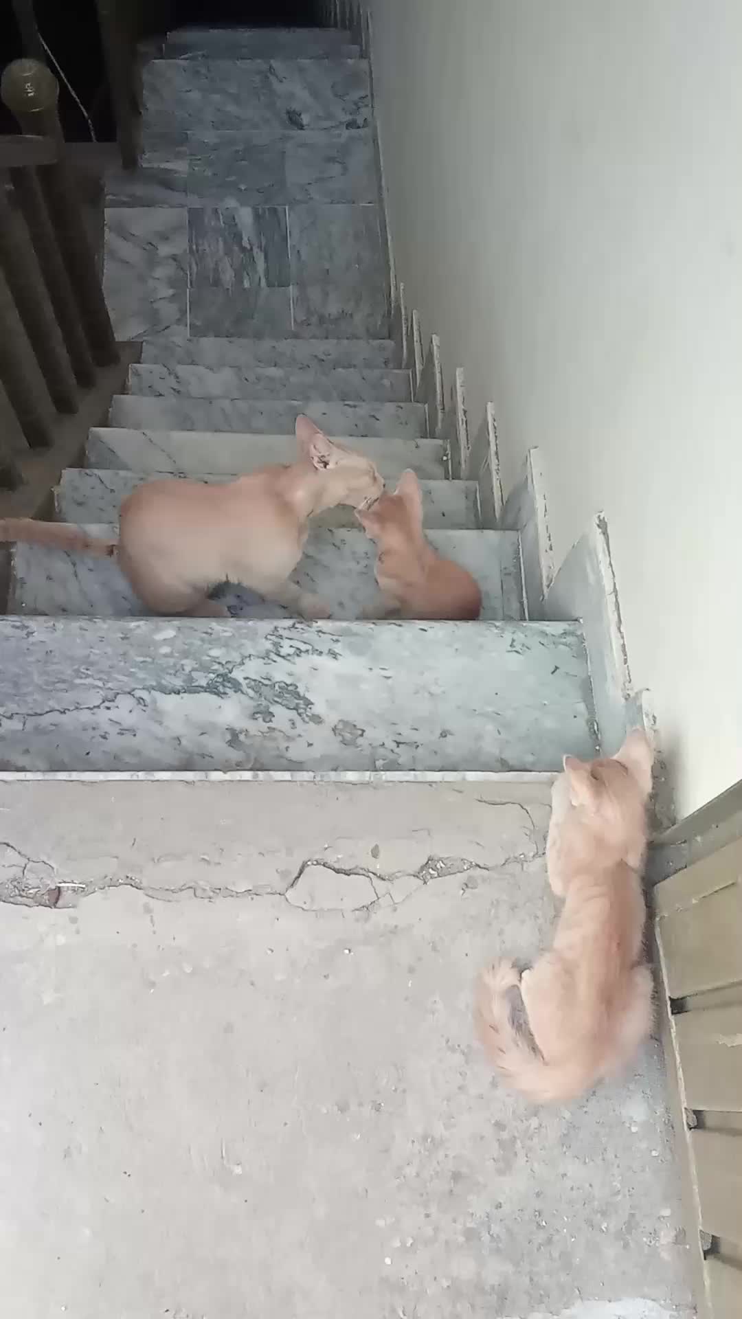 @cutecatlover8172