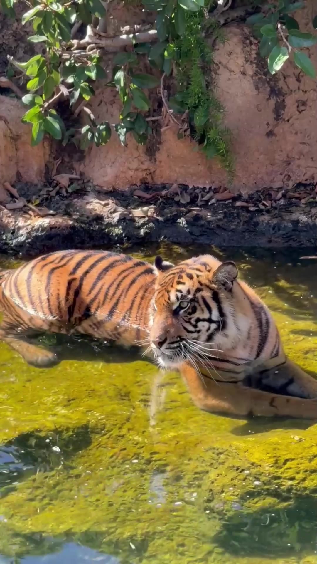 @Loro Parque