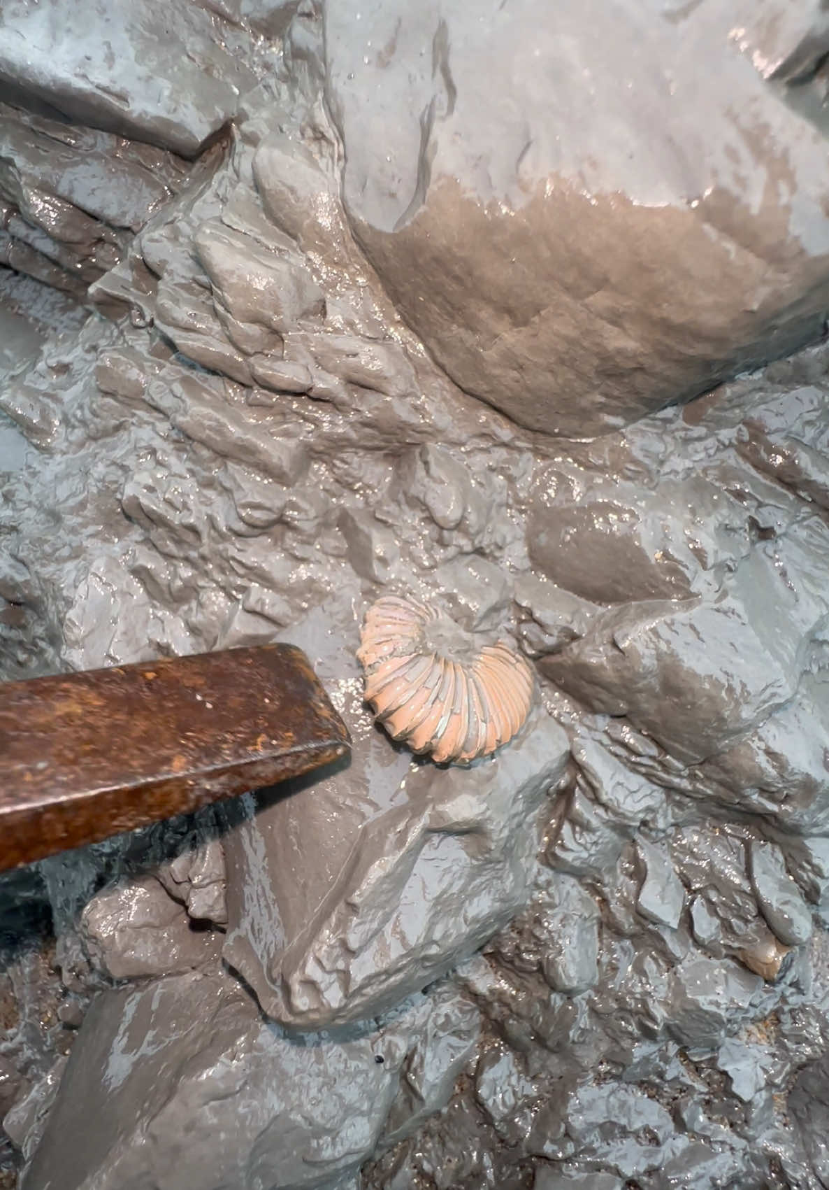 @yorkshire.fossils