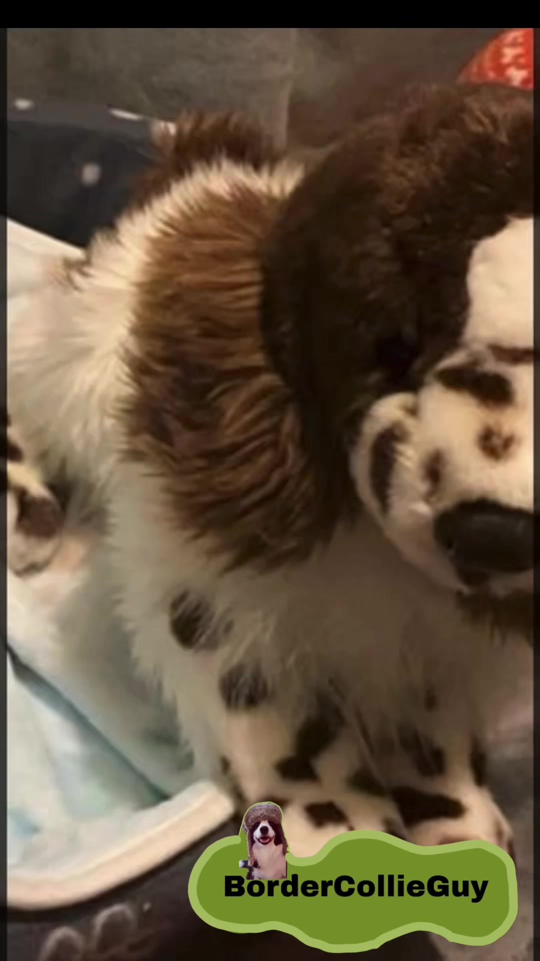 @bordercollieguy3