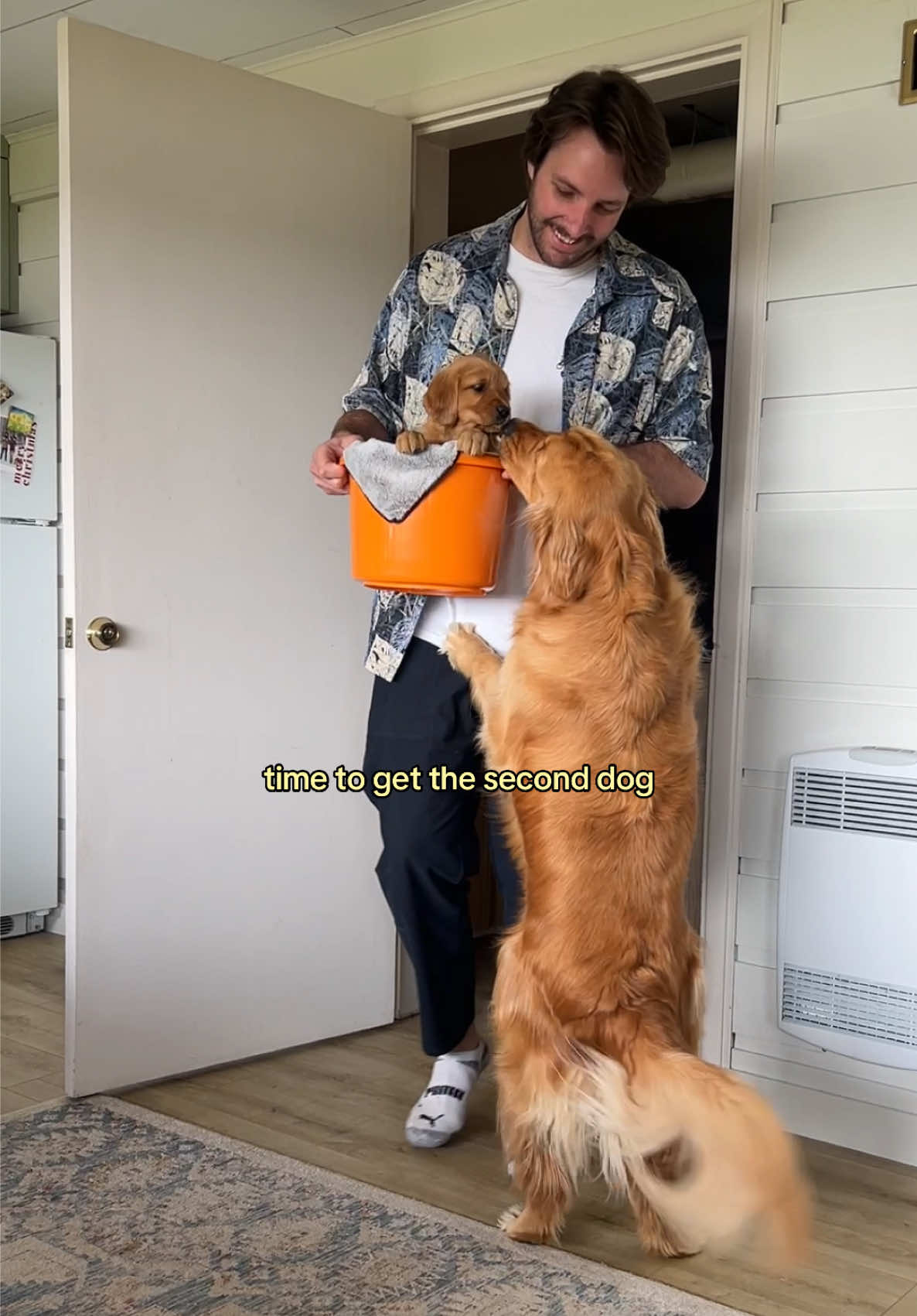 @Pacha and Bucket the Goldens