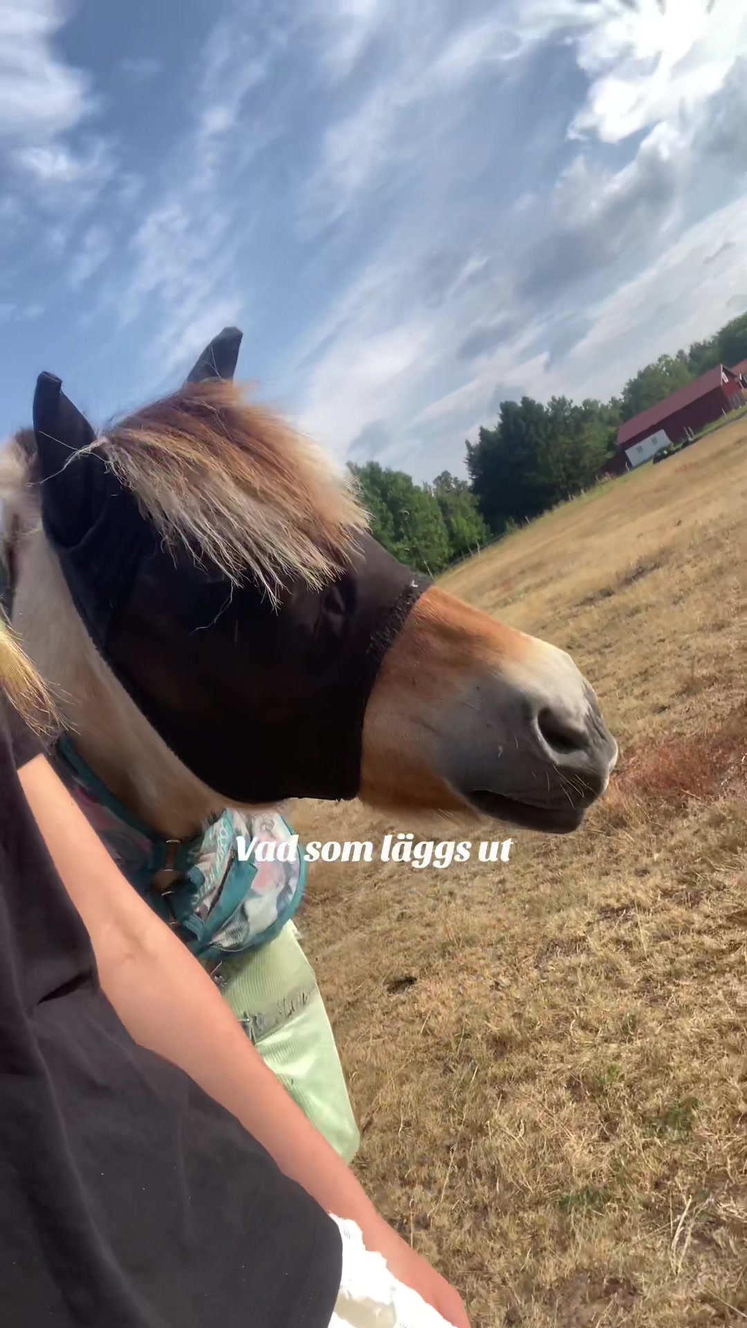 @Ester & Viking