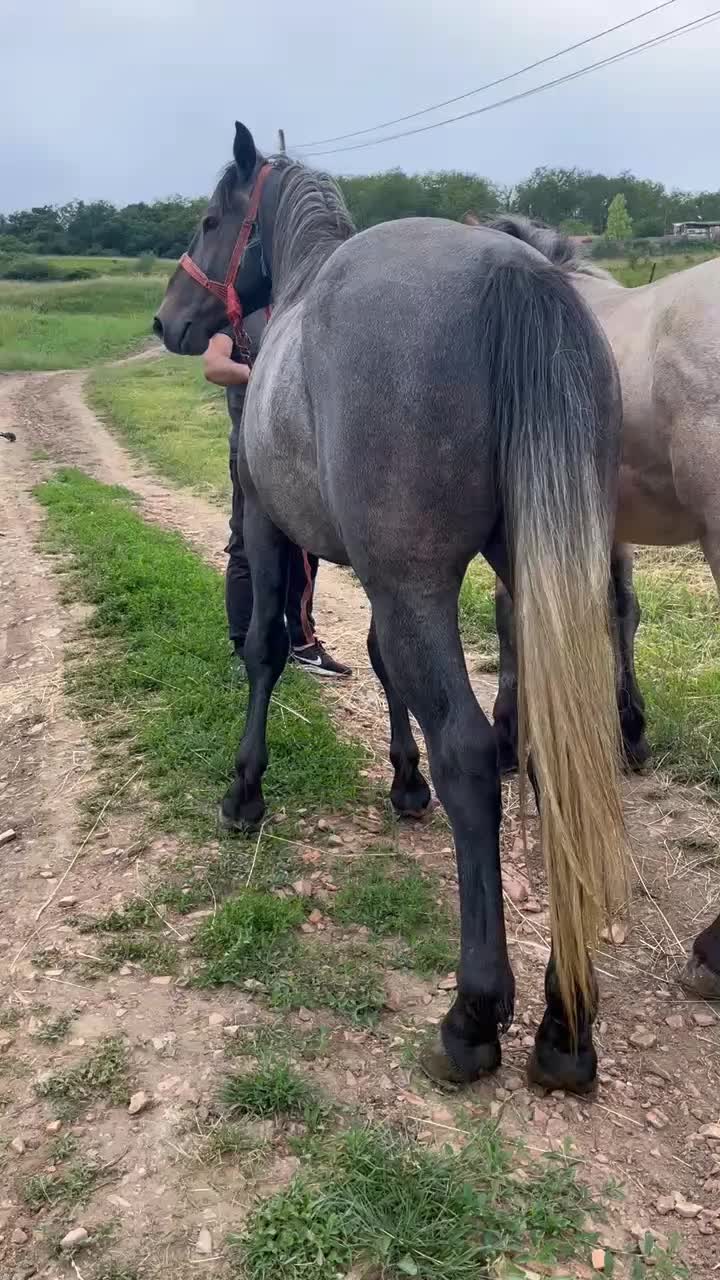 @călin