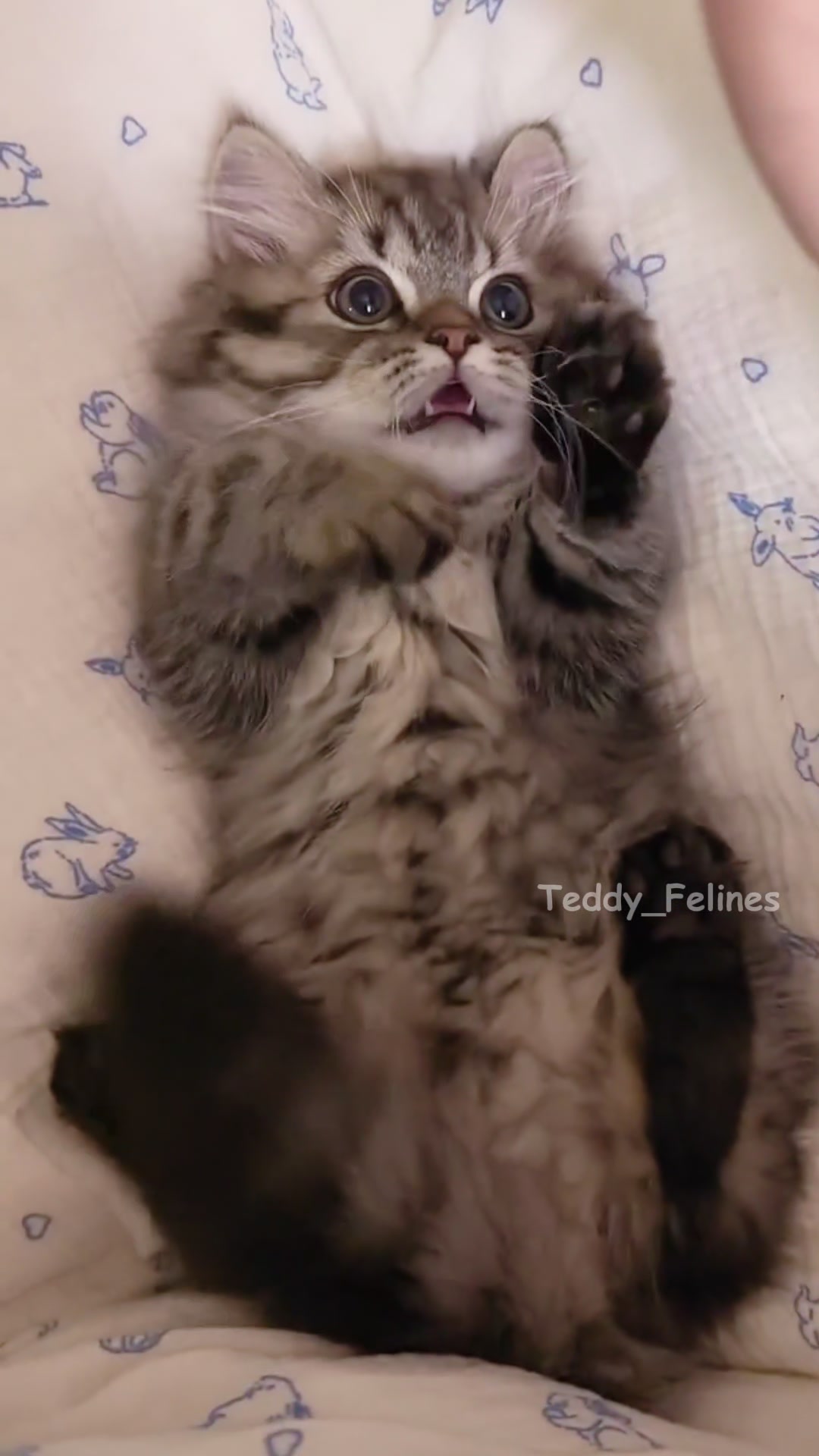 @Teddy_Felines 🧸🐾