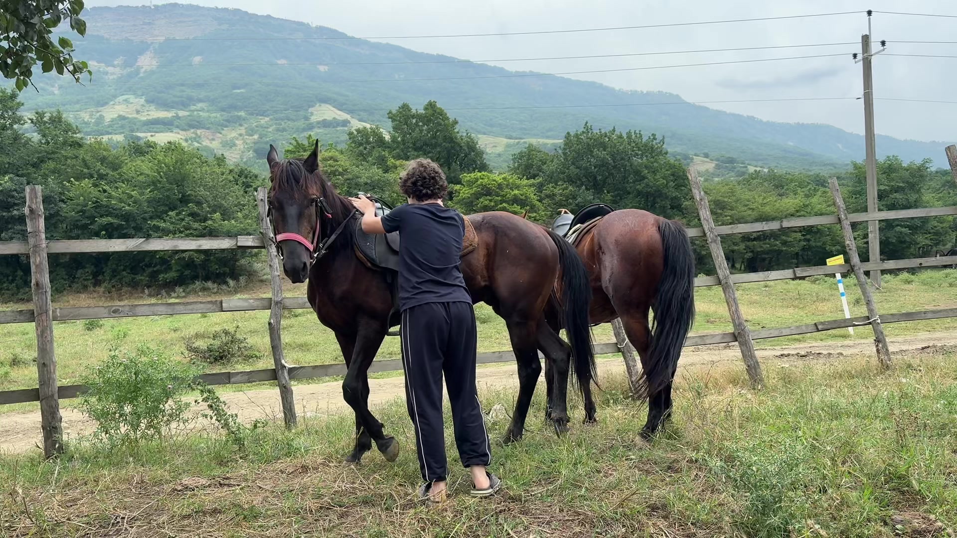 @horselek