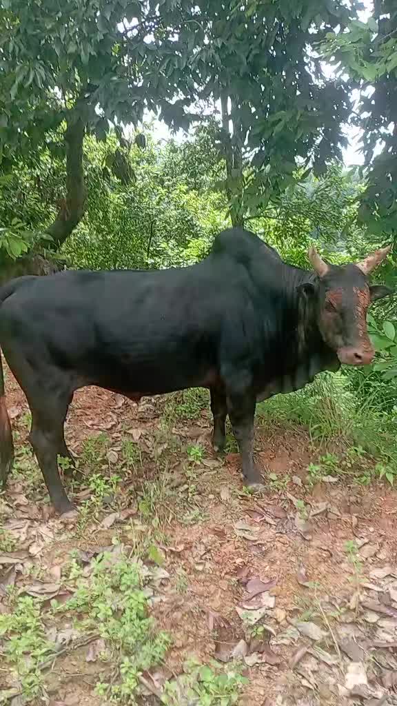 @Tanahun tiger