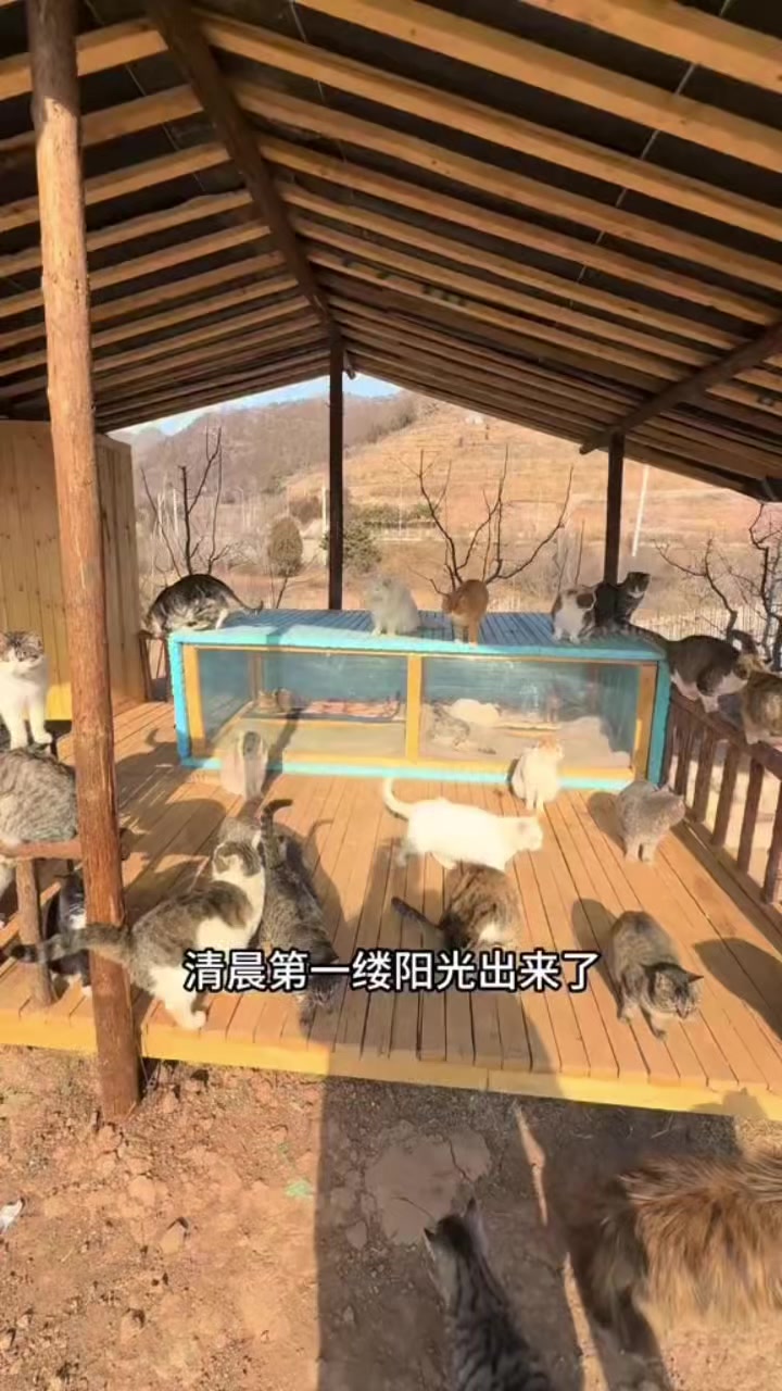 @小可爱猫猫们
