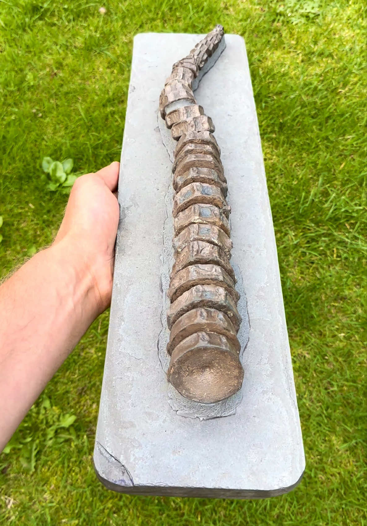 @yorkshire.fossils