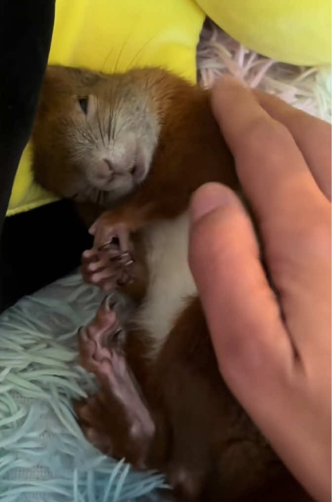 @Jenny&Skippi🐿️ TeamV🐿️u🦔🏰
