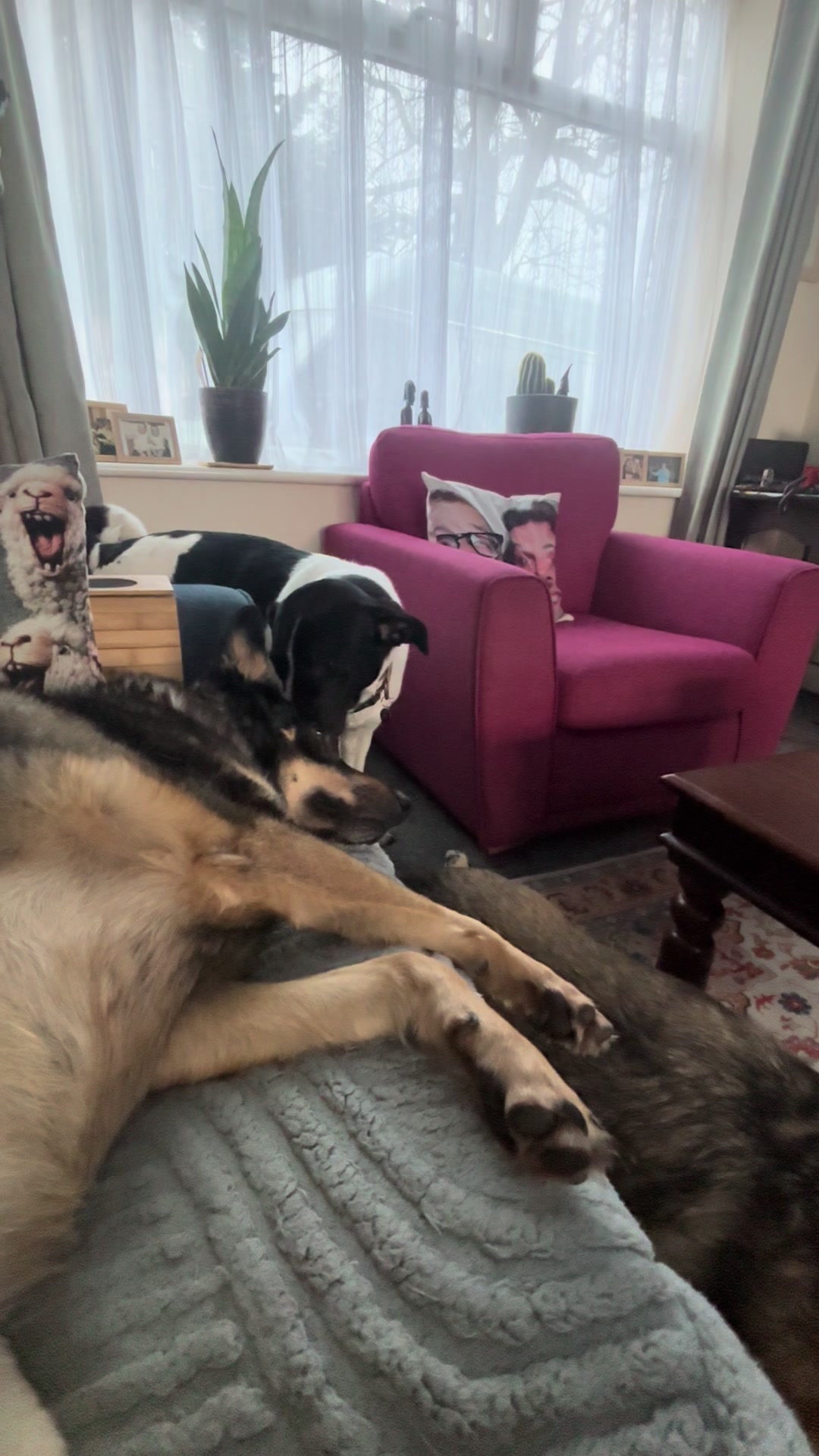 @Hilde Wonky Dog & Pals