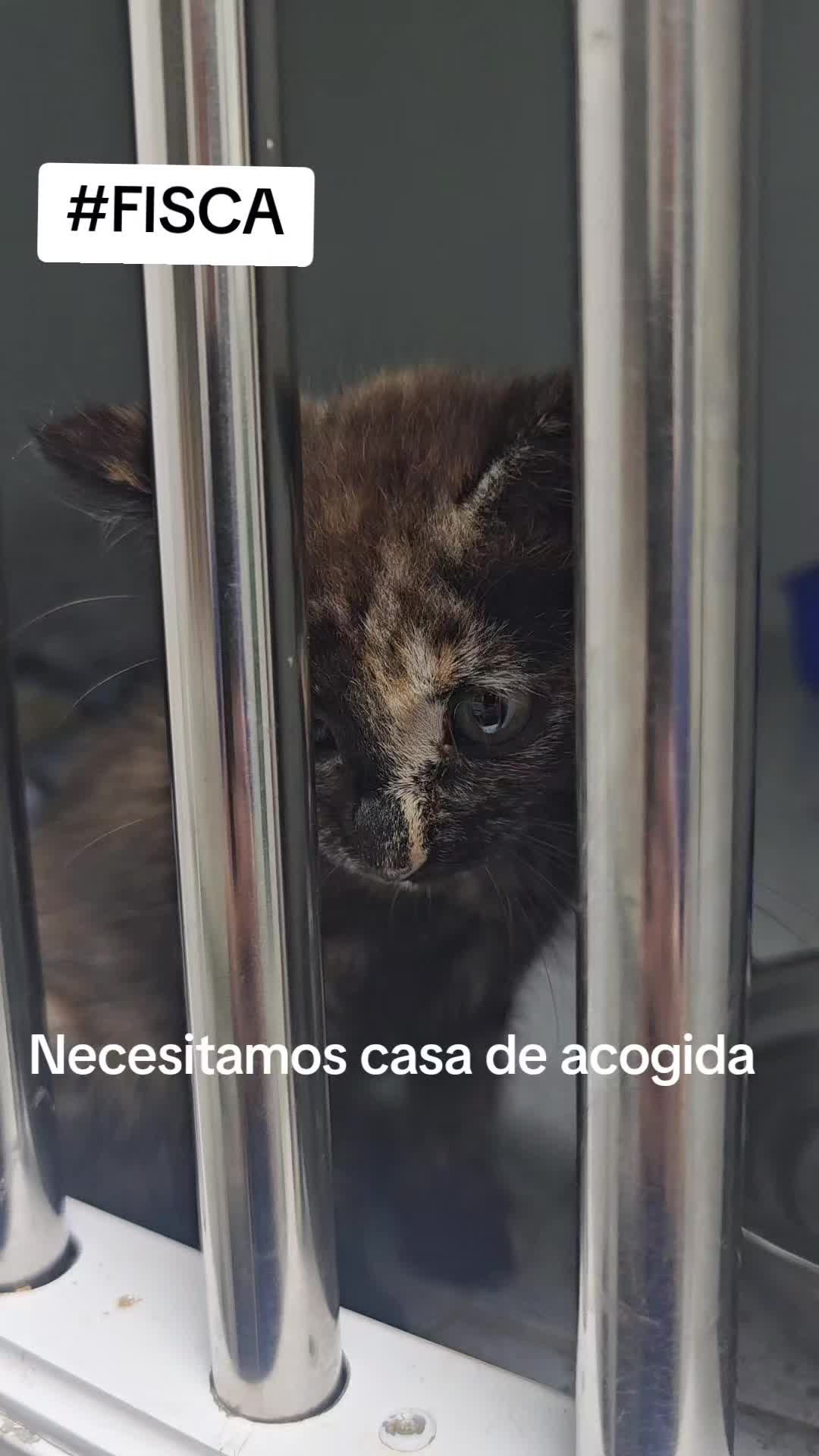 @SOS FELINA TENERIFE