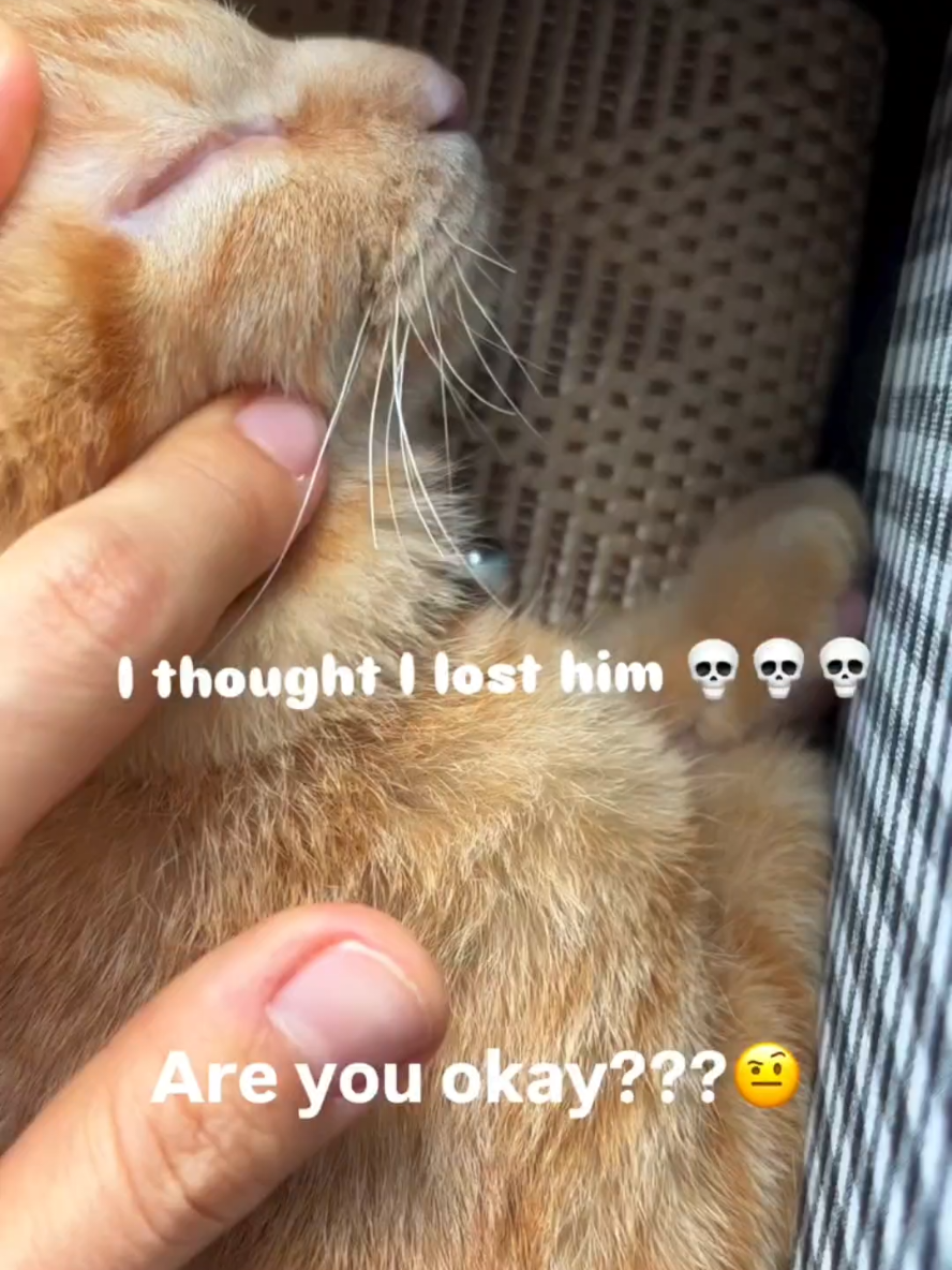 @Pets Mania