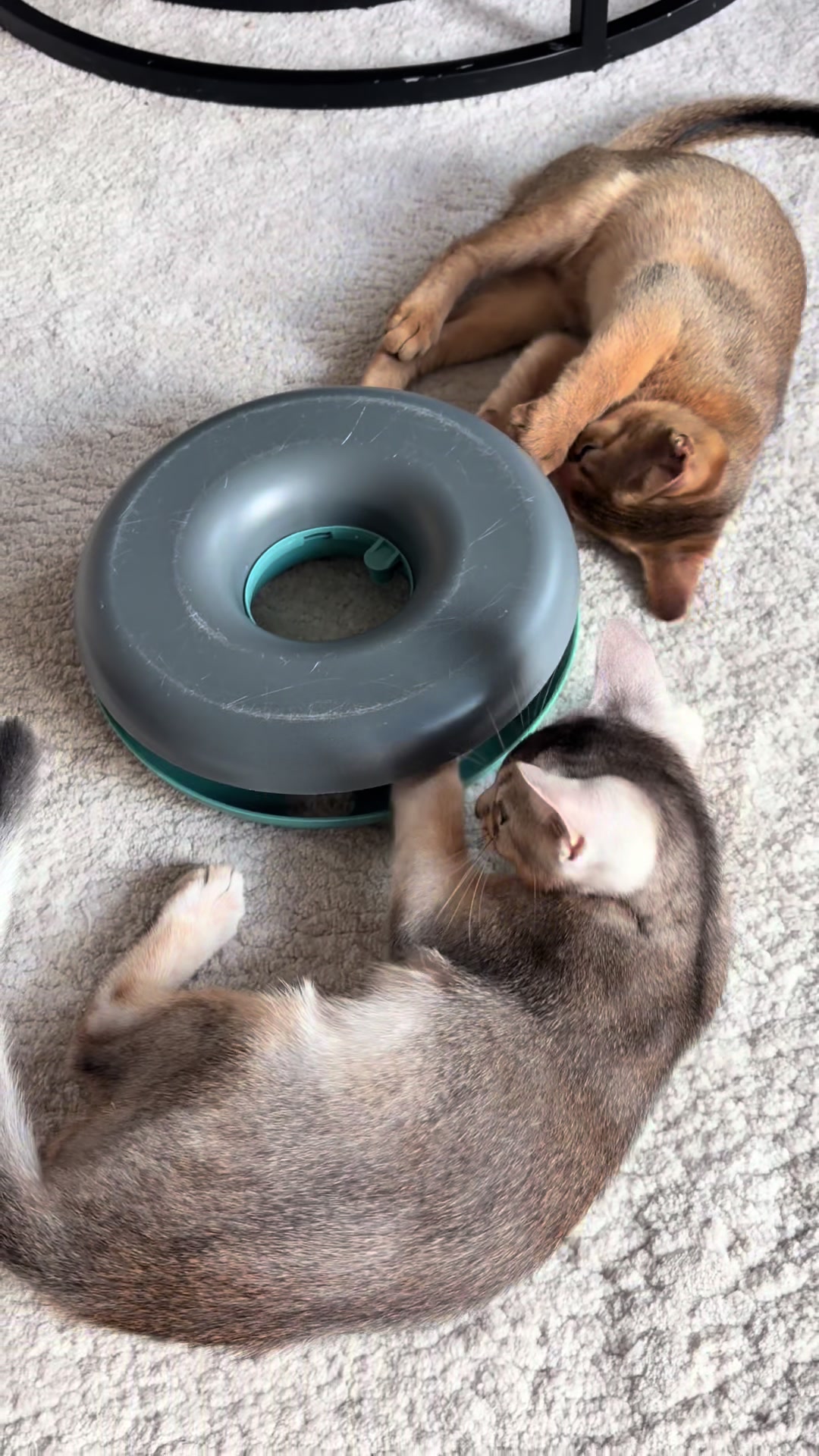 @Abyssinian cat UK
