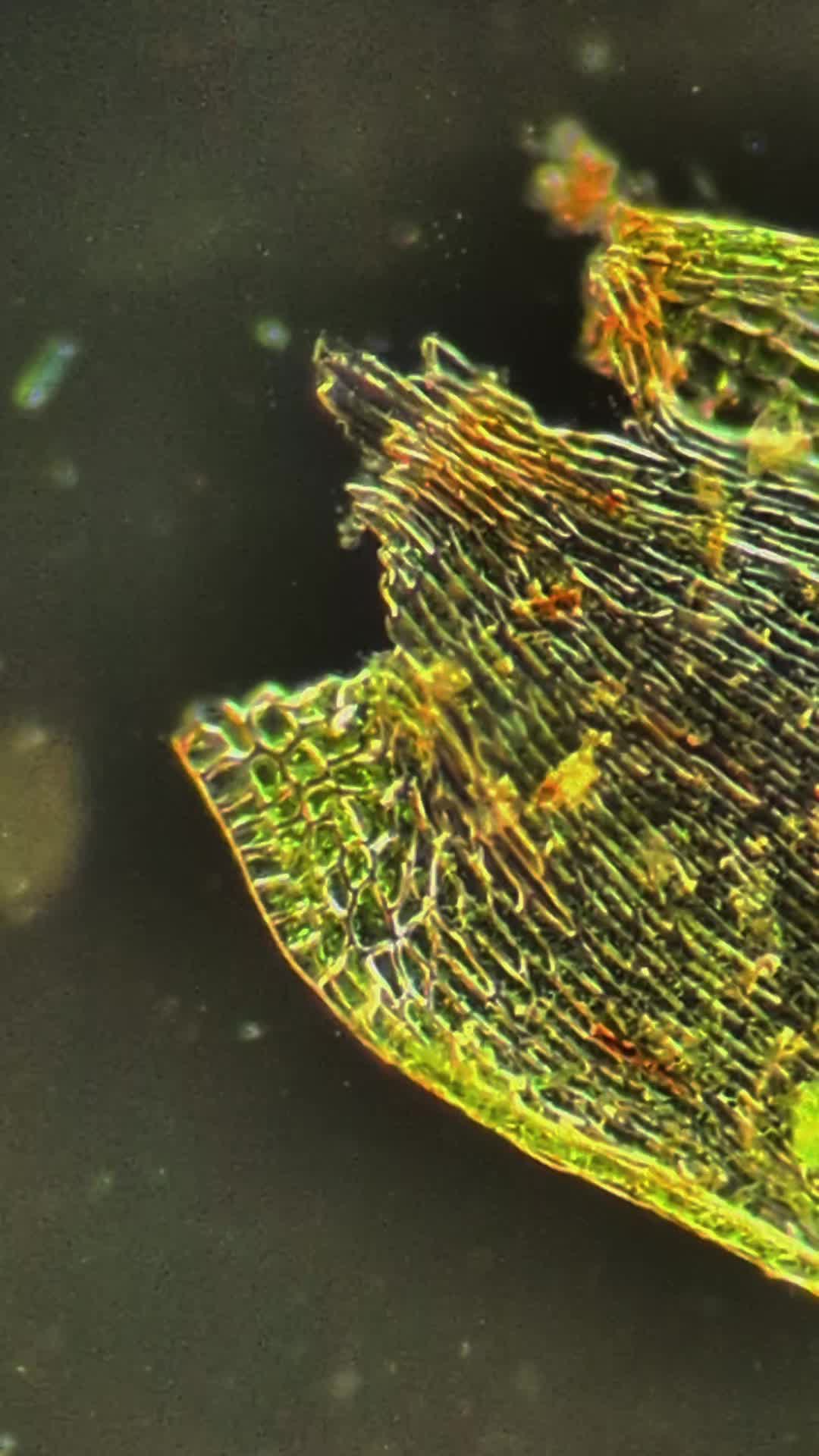 @Smeee❌microscope🏴󠁧󠁢󠁥󠁮󠁧󠁿