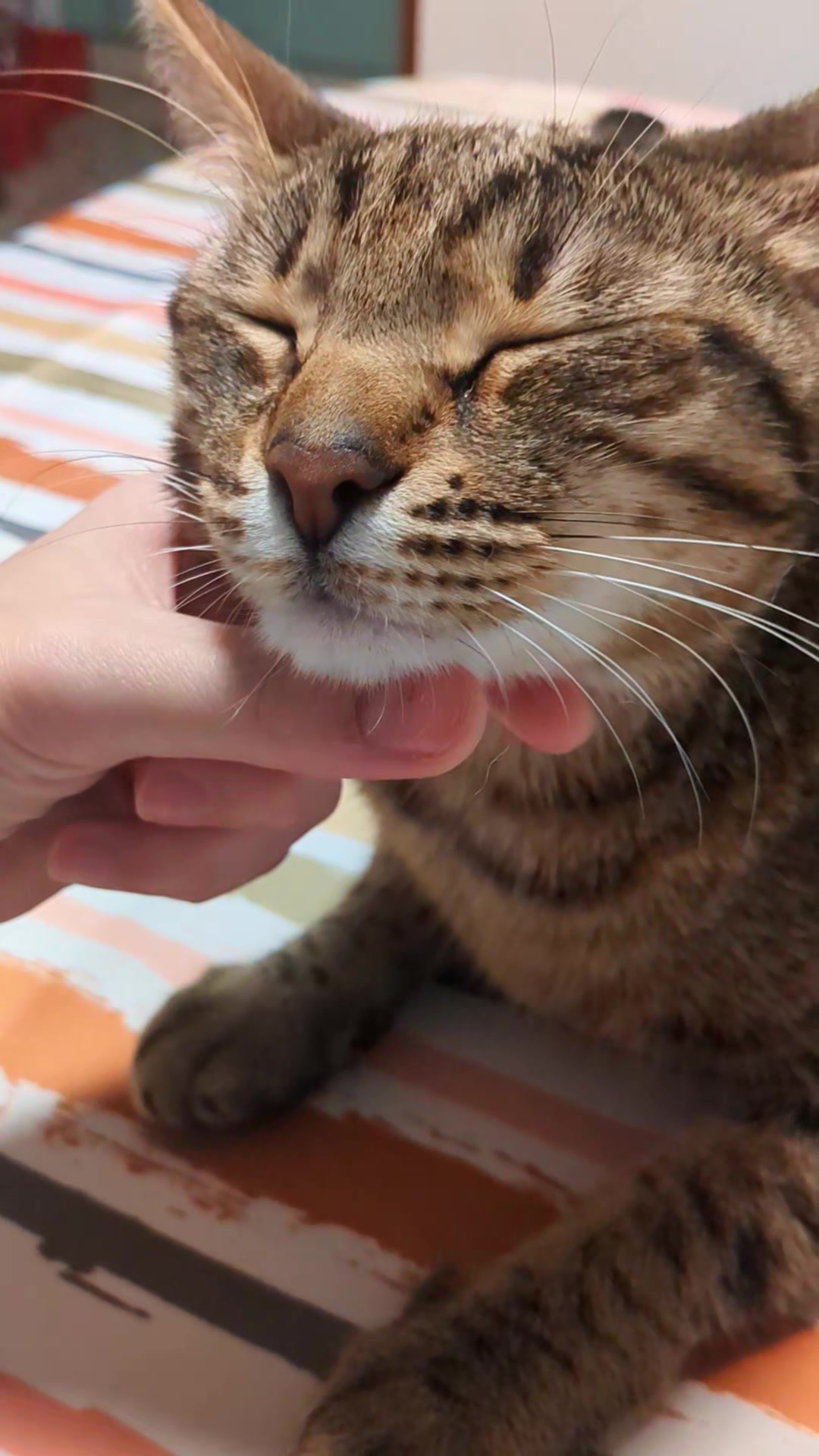 @Lello The Cat