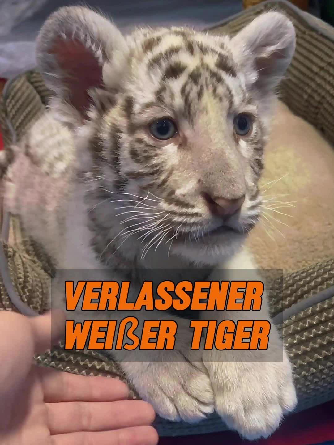 @Geo Tierwelt
