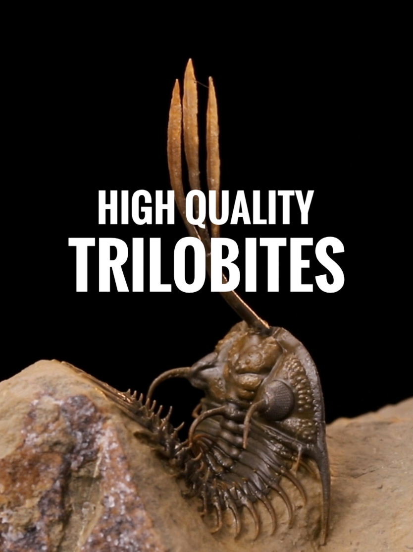 @Toptrilos