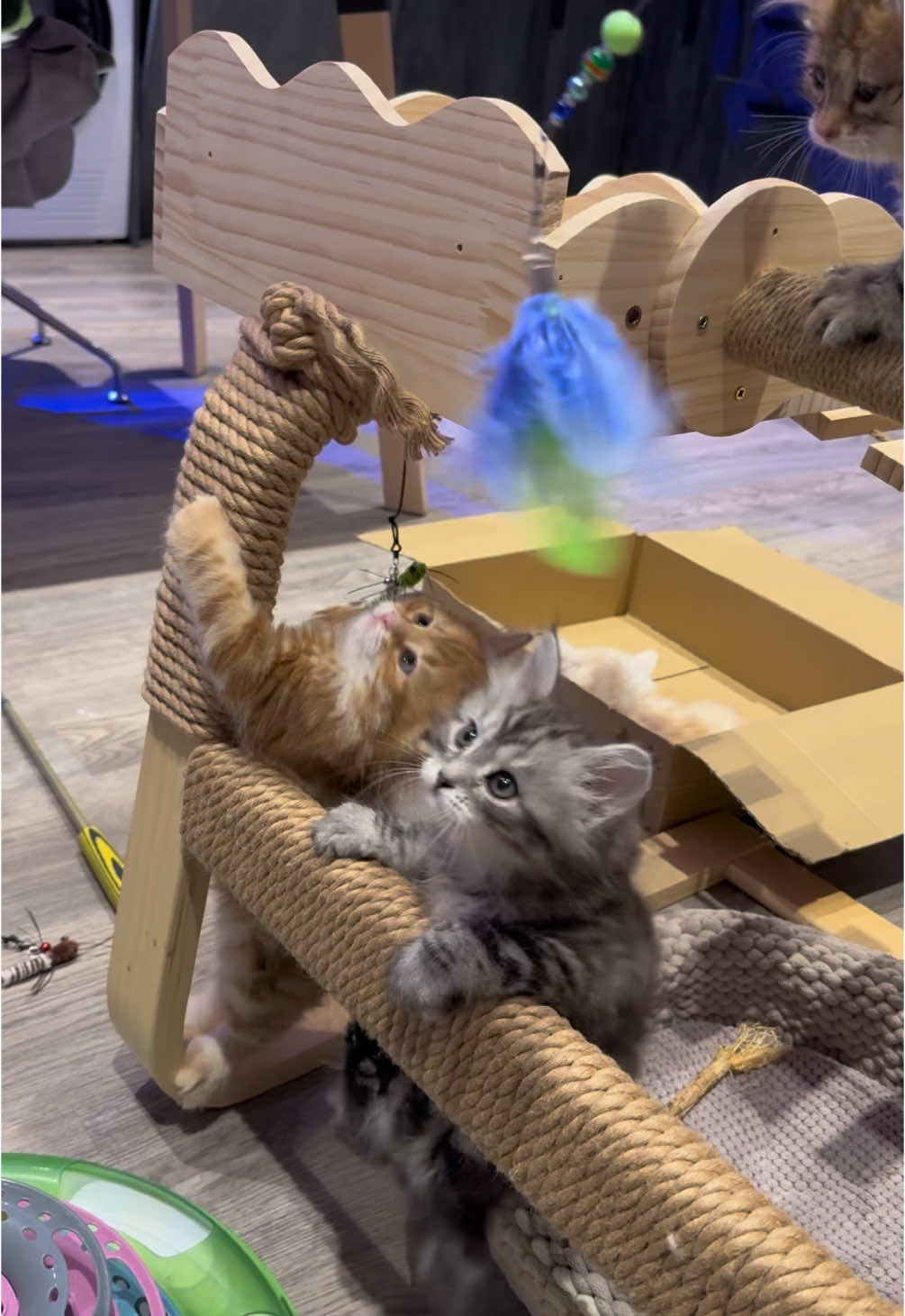 @SiberianRiver Cattery Uk