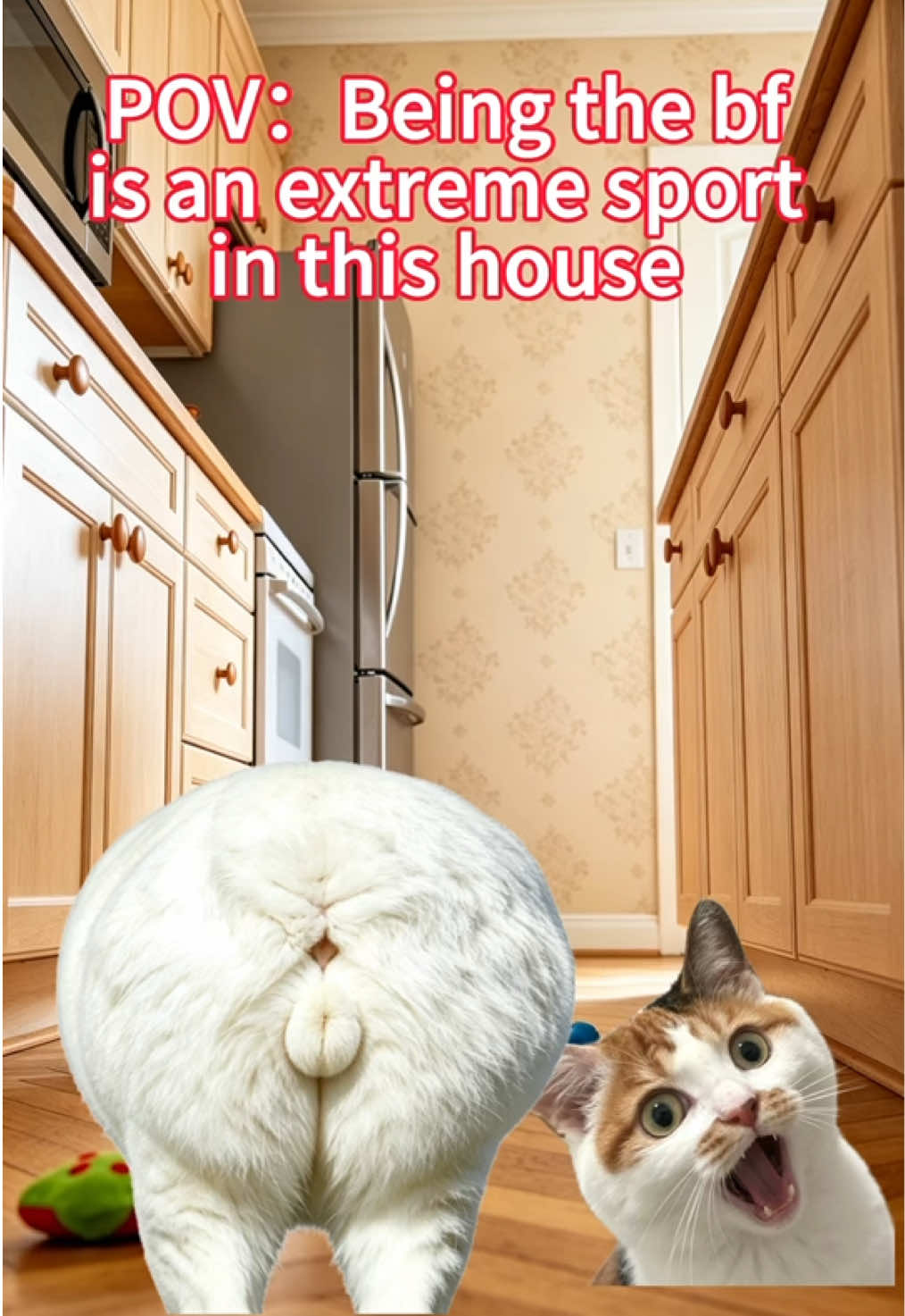 @3 Cats 1 Braincell