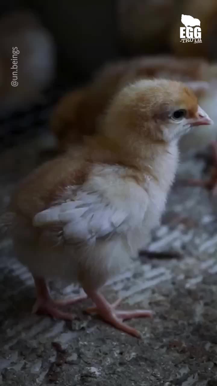 @Animal Save Movement