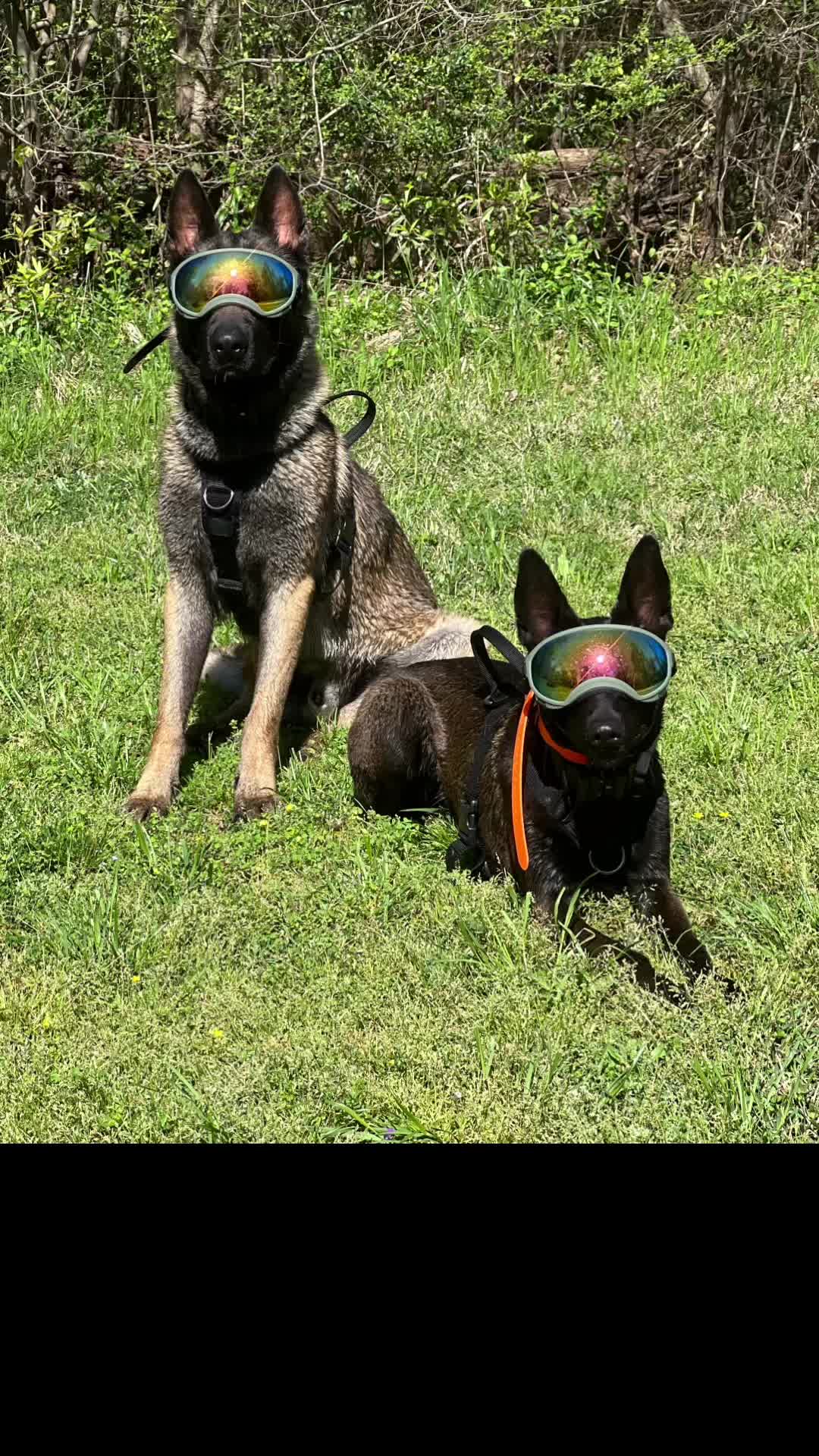 @Malinois Raptor