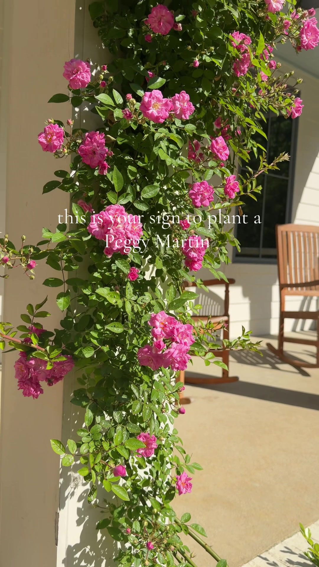 @Amy - Shopping & Home Decor