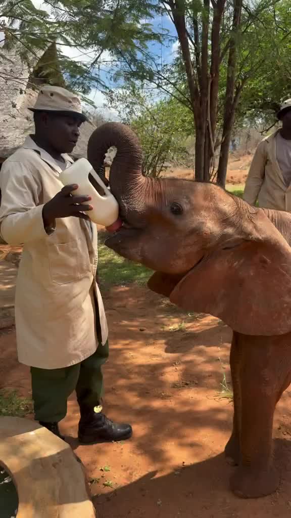 @SheldrickTrust