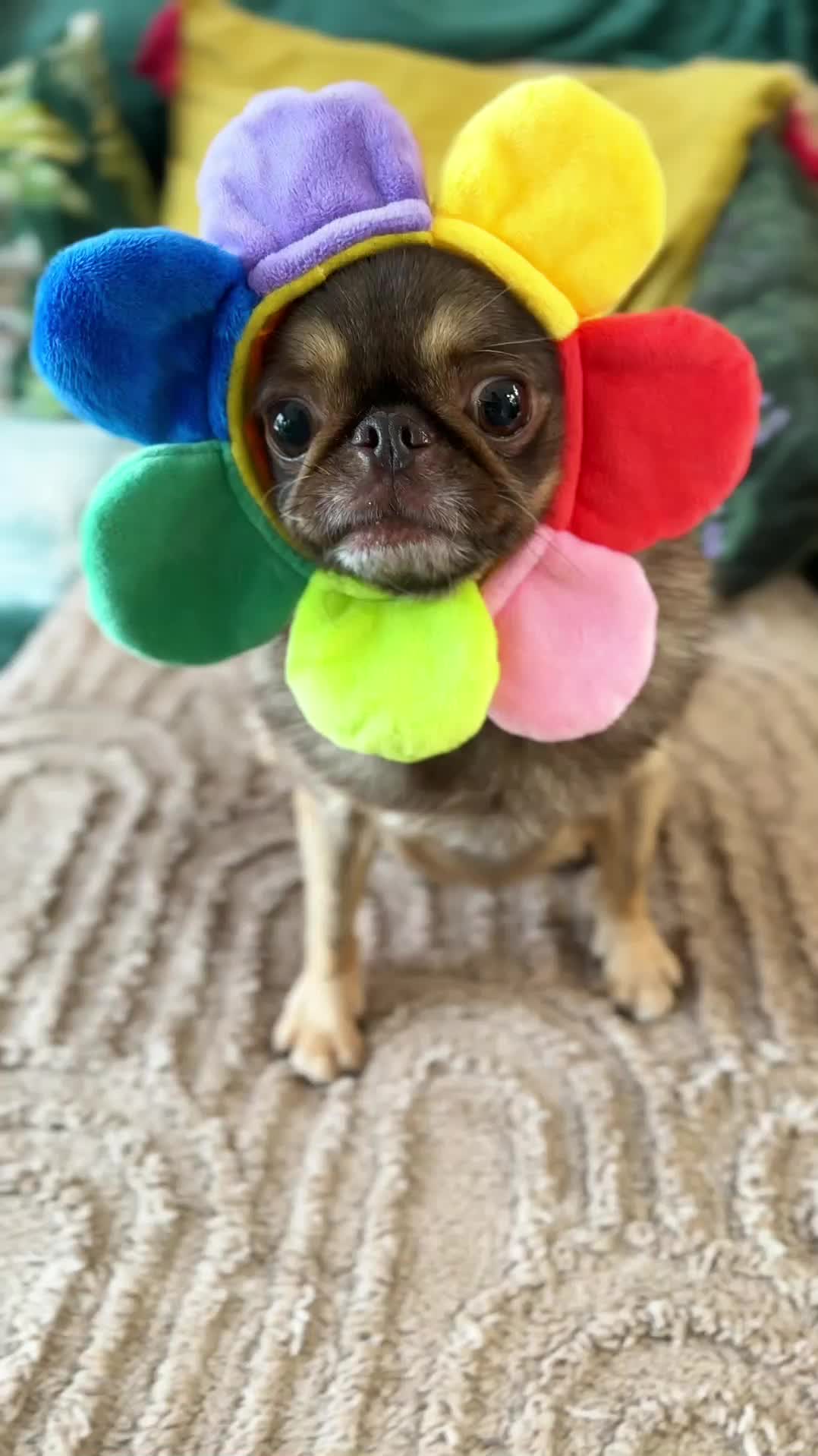 @ChilliThePug