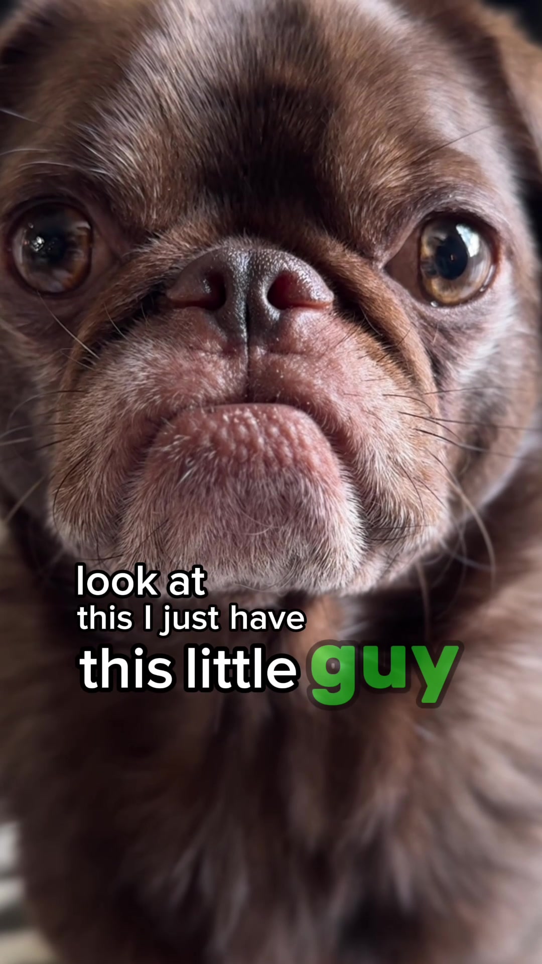@ChilliThePug