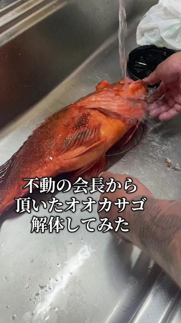 @🏴☠️暴君家族達13🏴☠️【本垢】