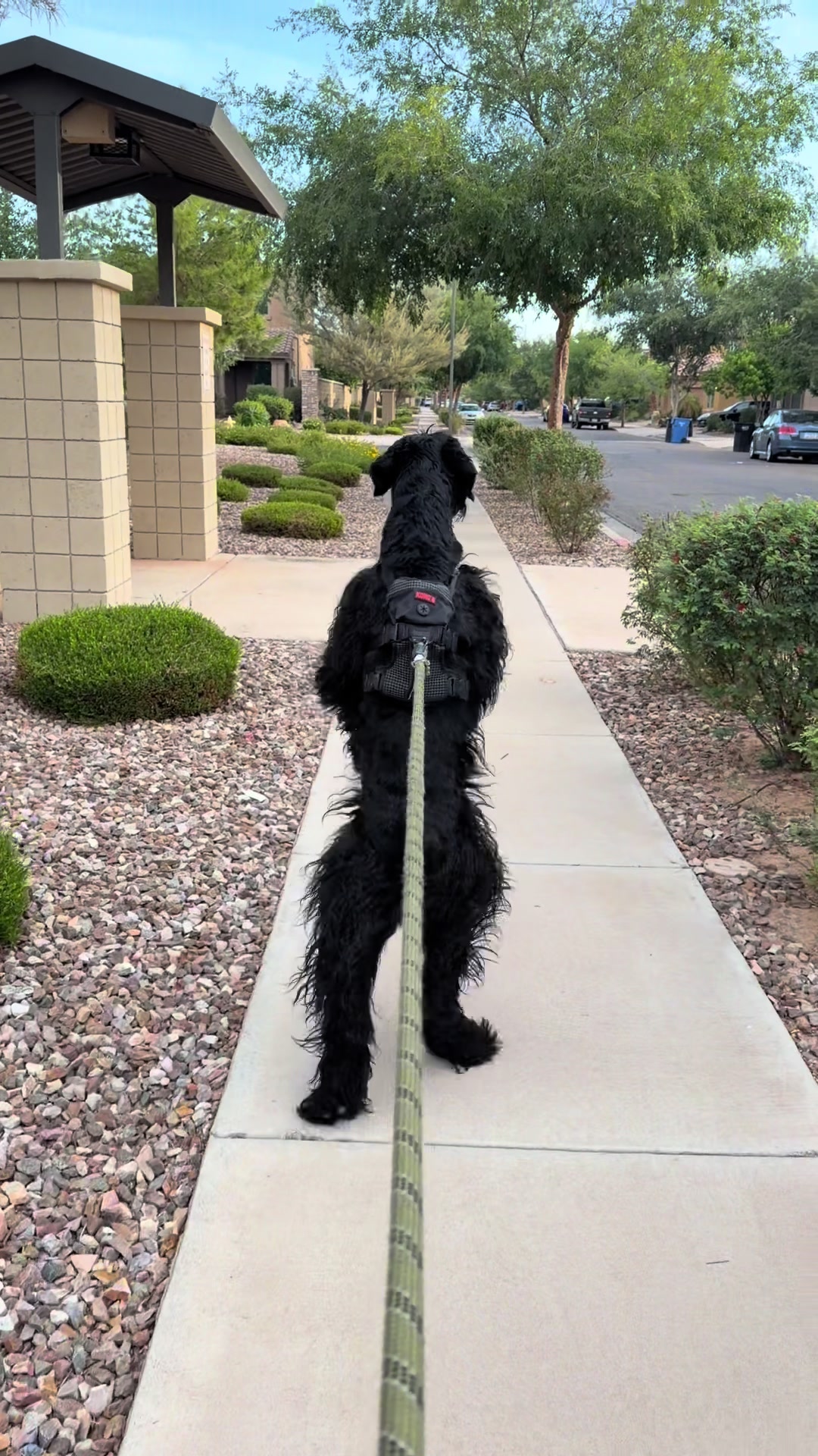 @Fiona Walks