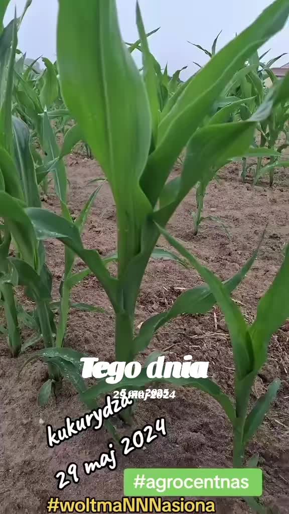 @WOLTMANNNASIONA
