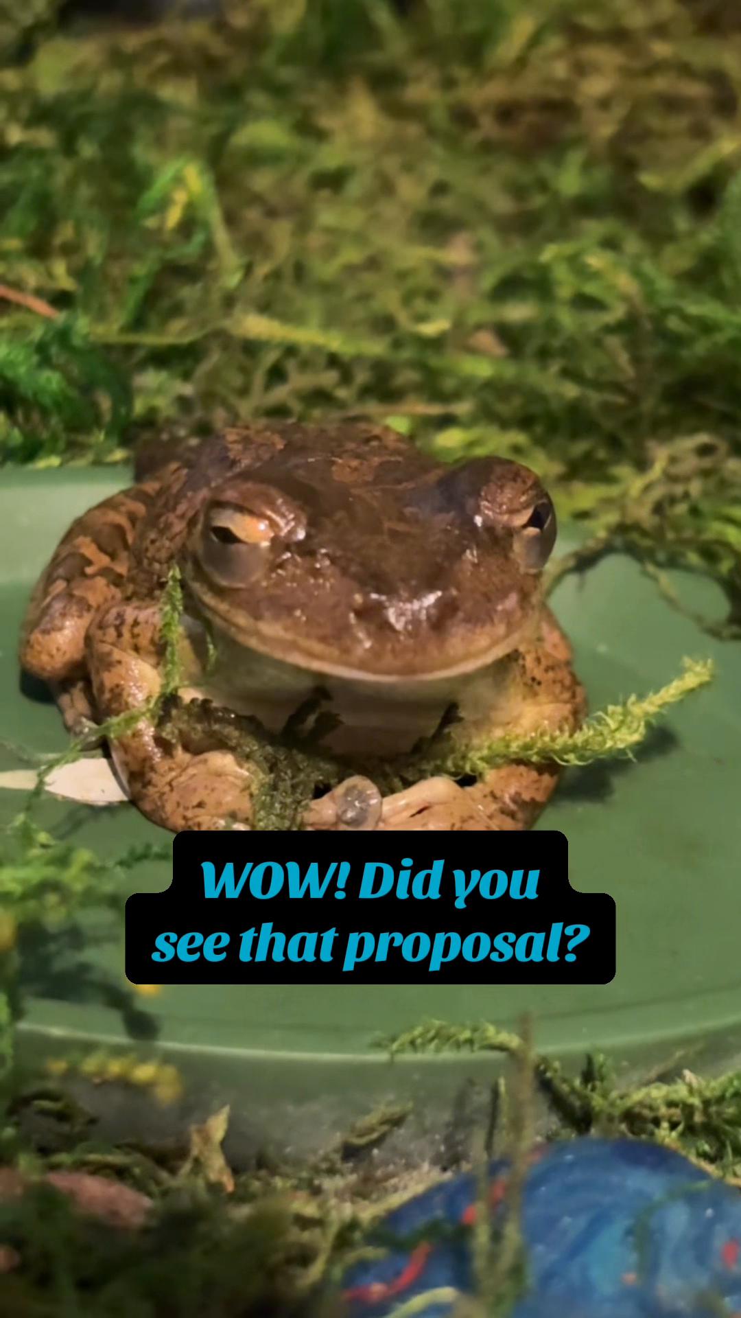 @originalSinkfrog
