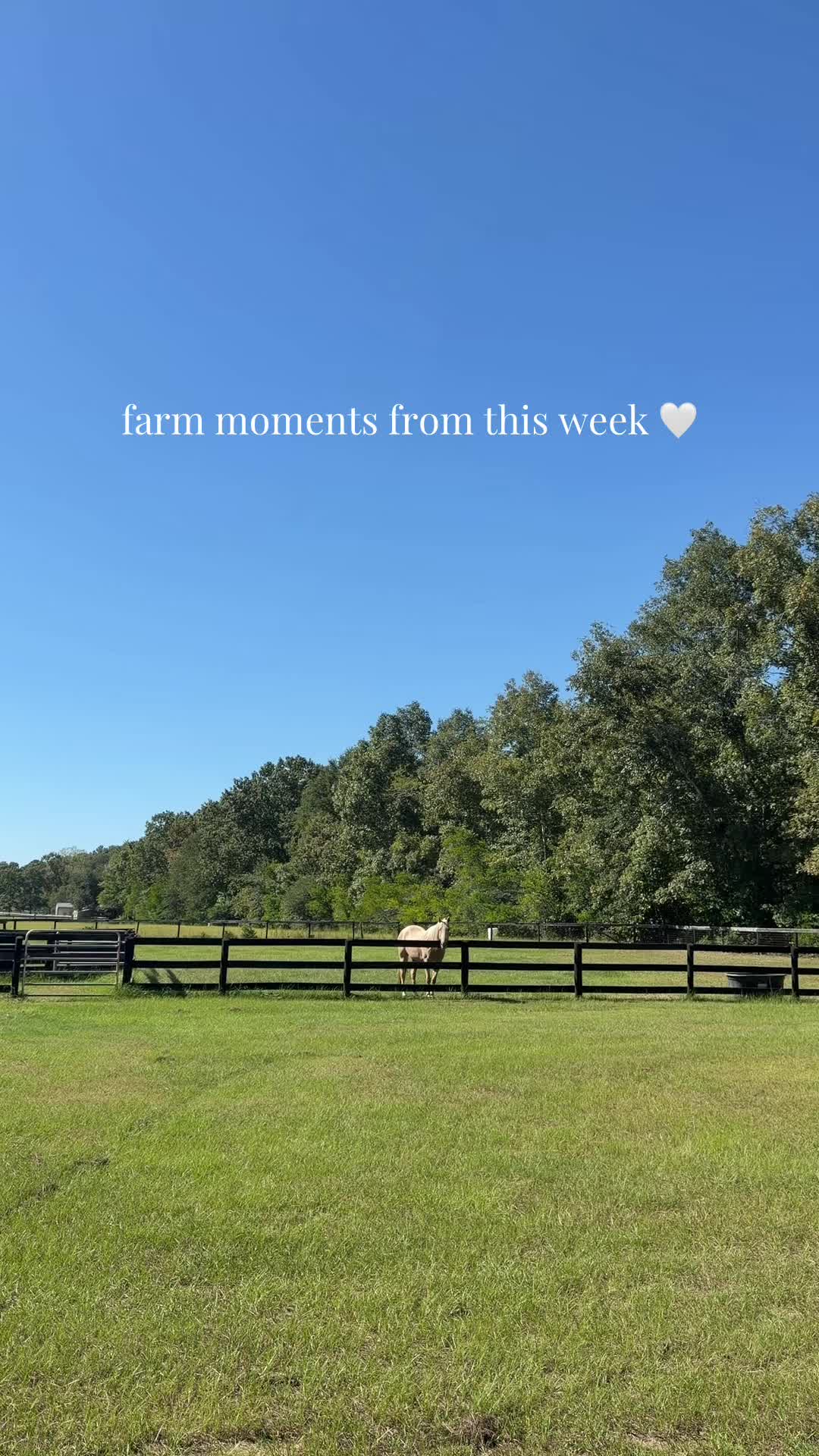 @corderoequine