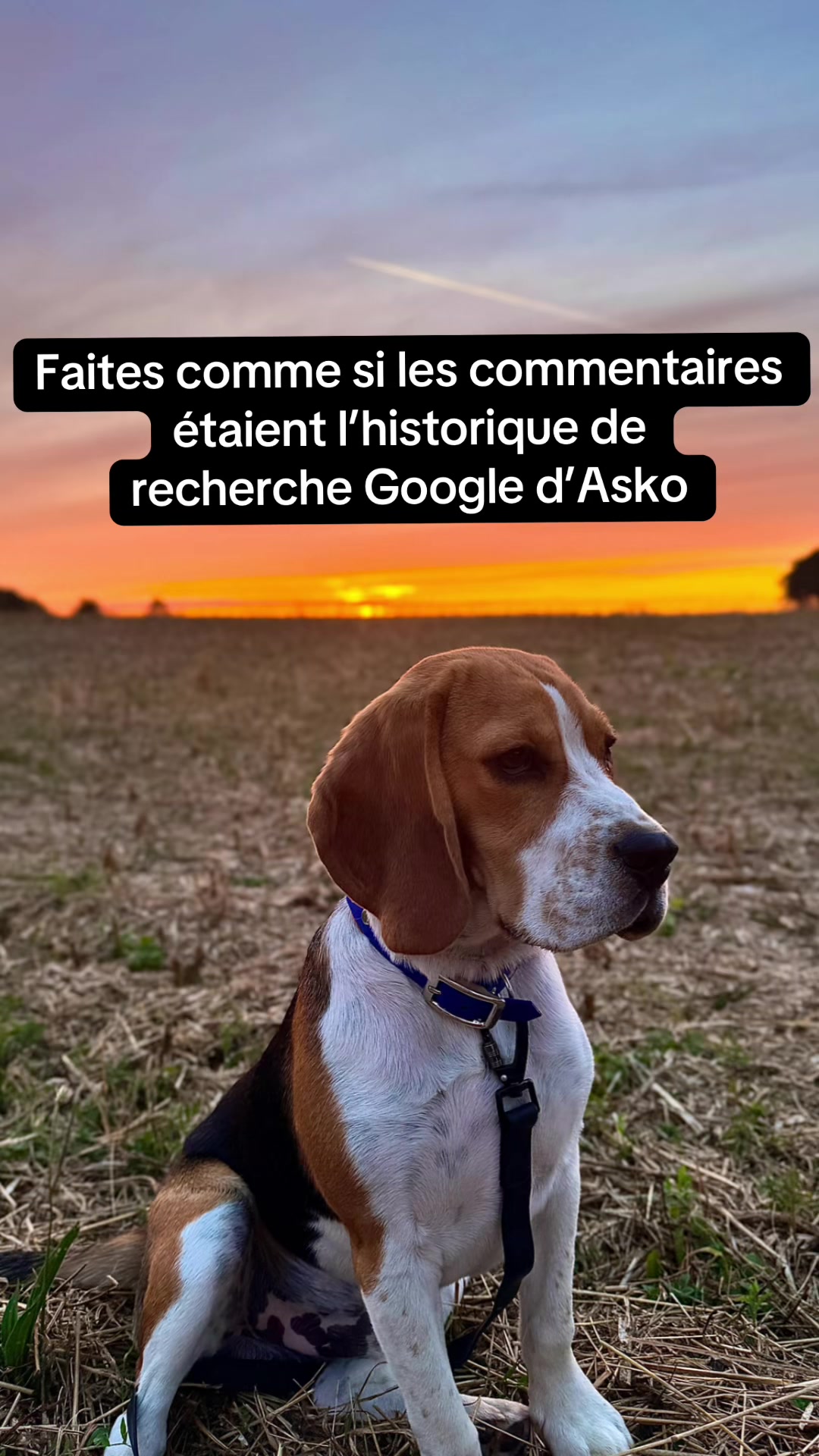 @Asko le Beagle💙
